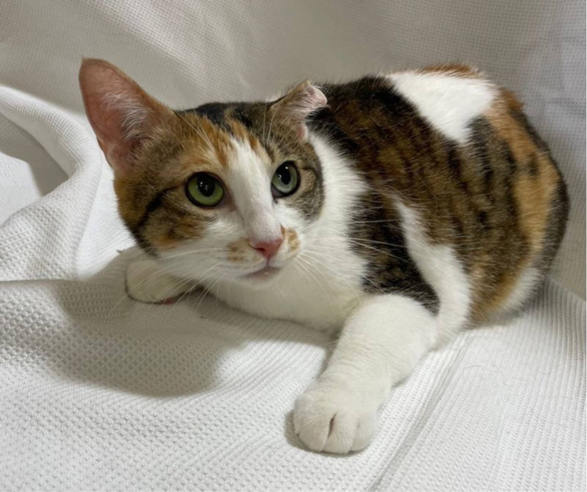 雑種（ミックス猫）・メスの里親募集の写真