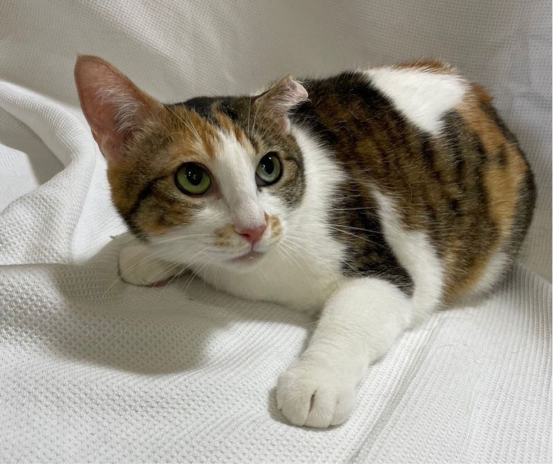 雑種（ミックス猫）・メスの里親募集の写真