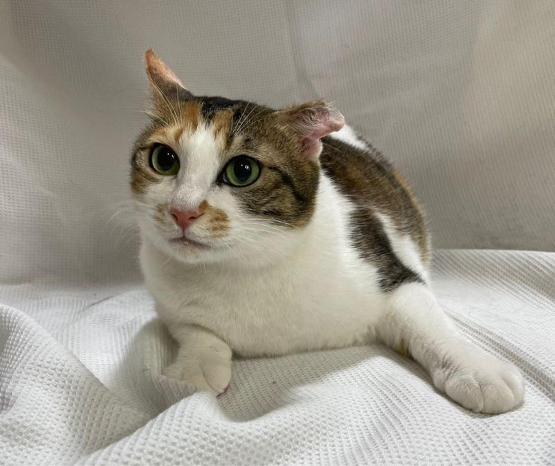 pet-image-3