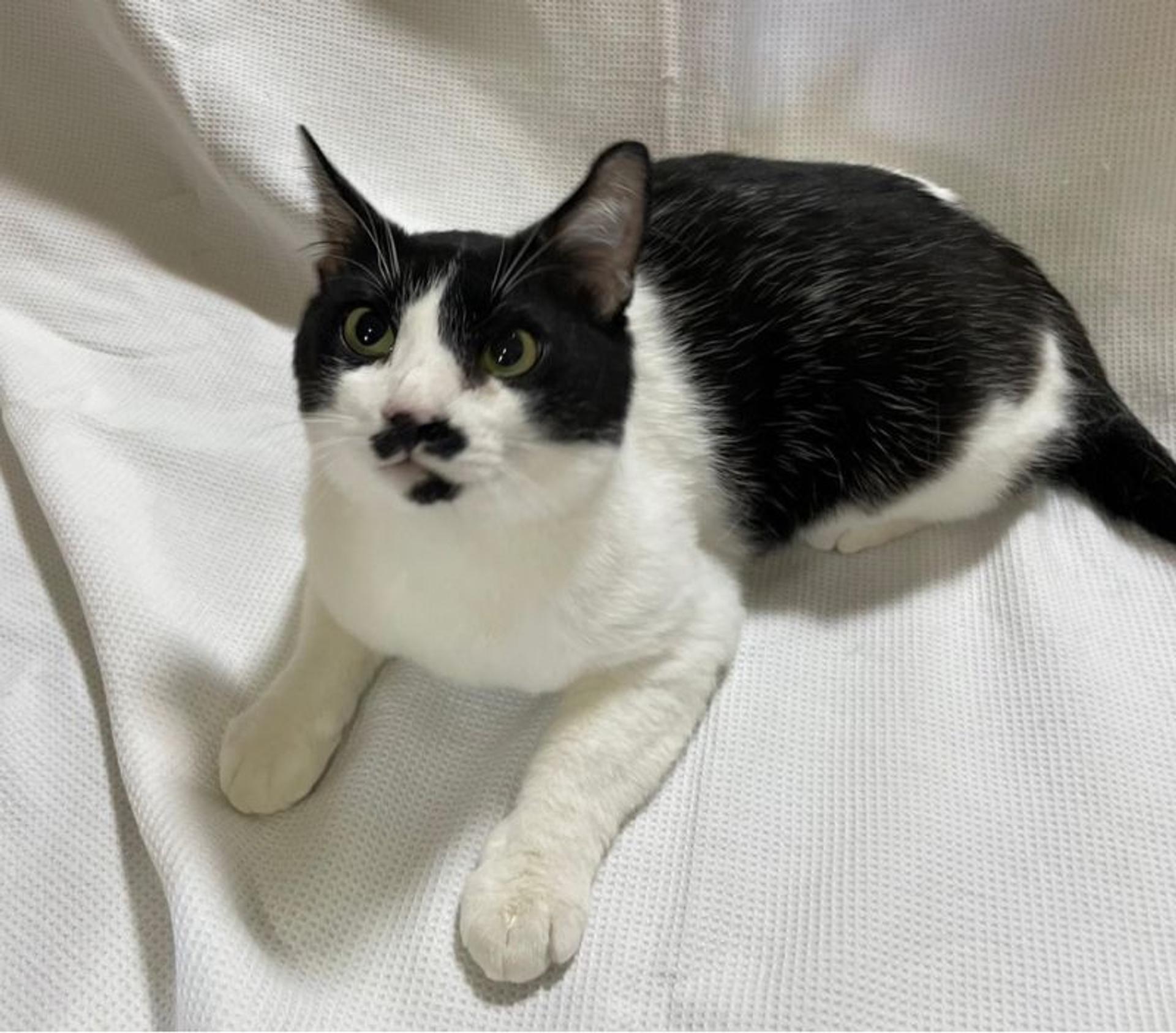 pet-image-2