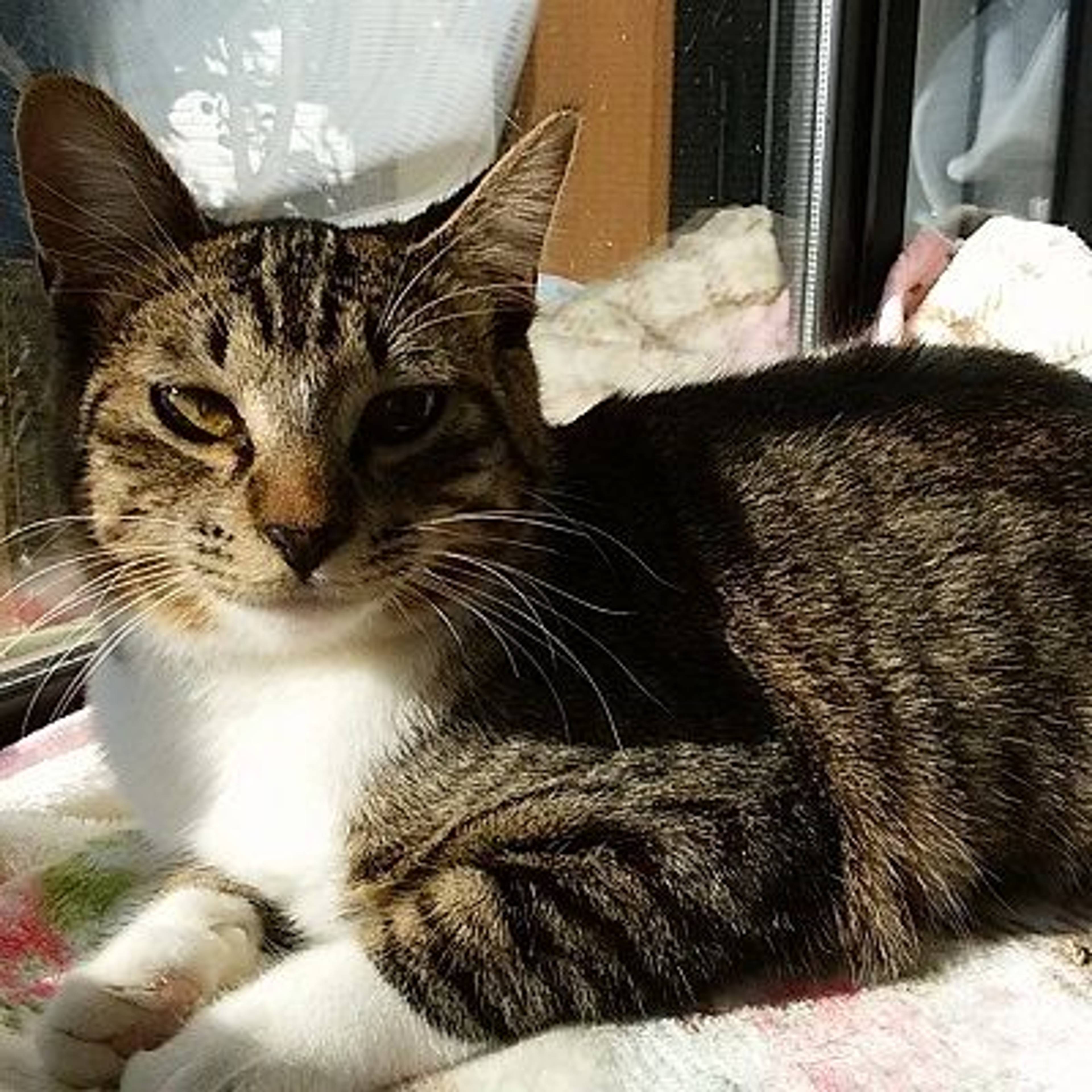 雑種（ミックス猫）・メスの里親募集の写真