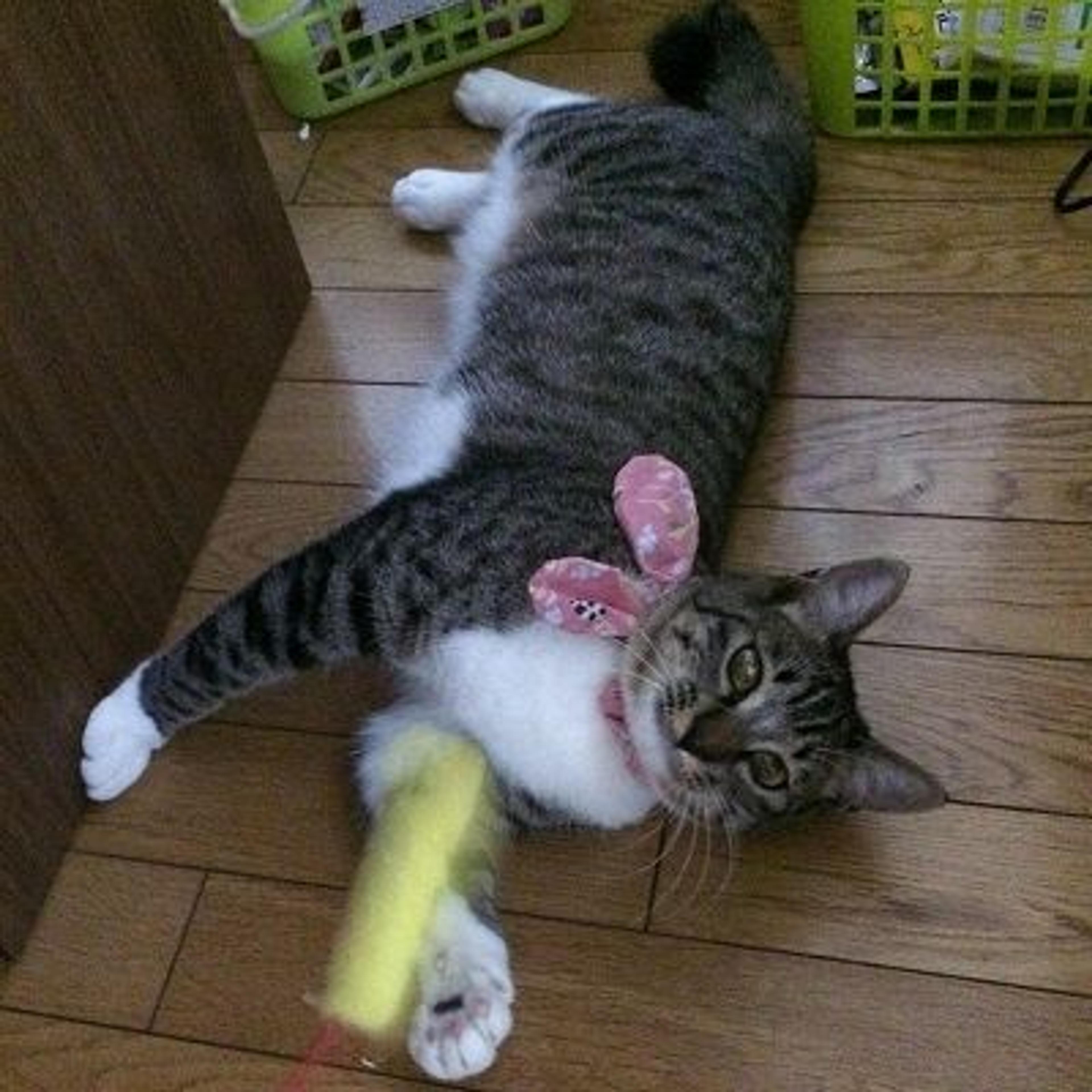 pet-image-2