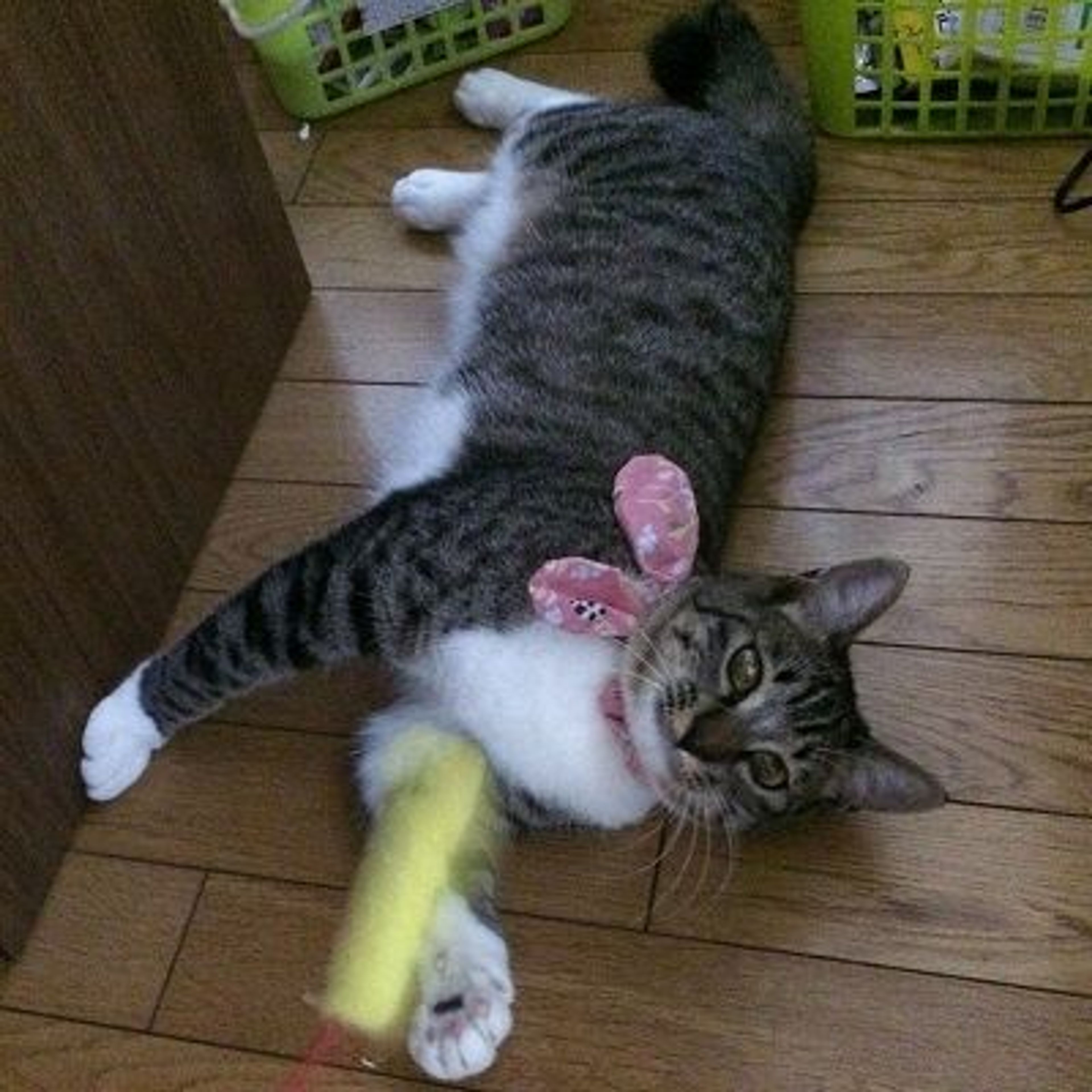 pet-image-2