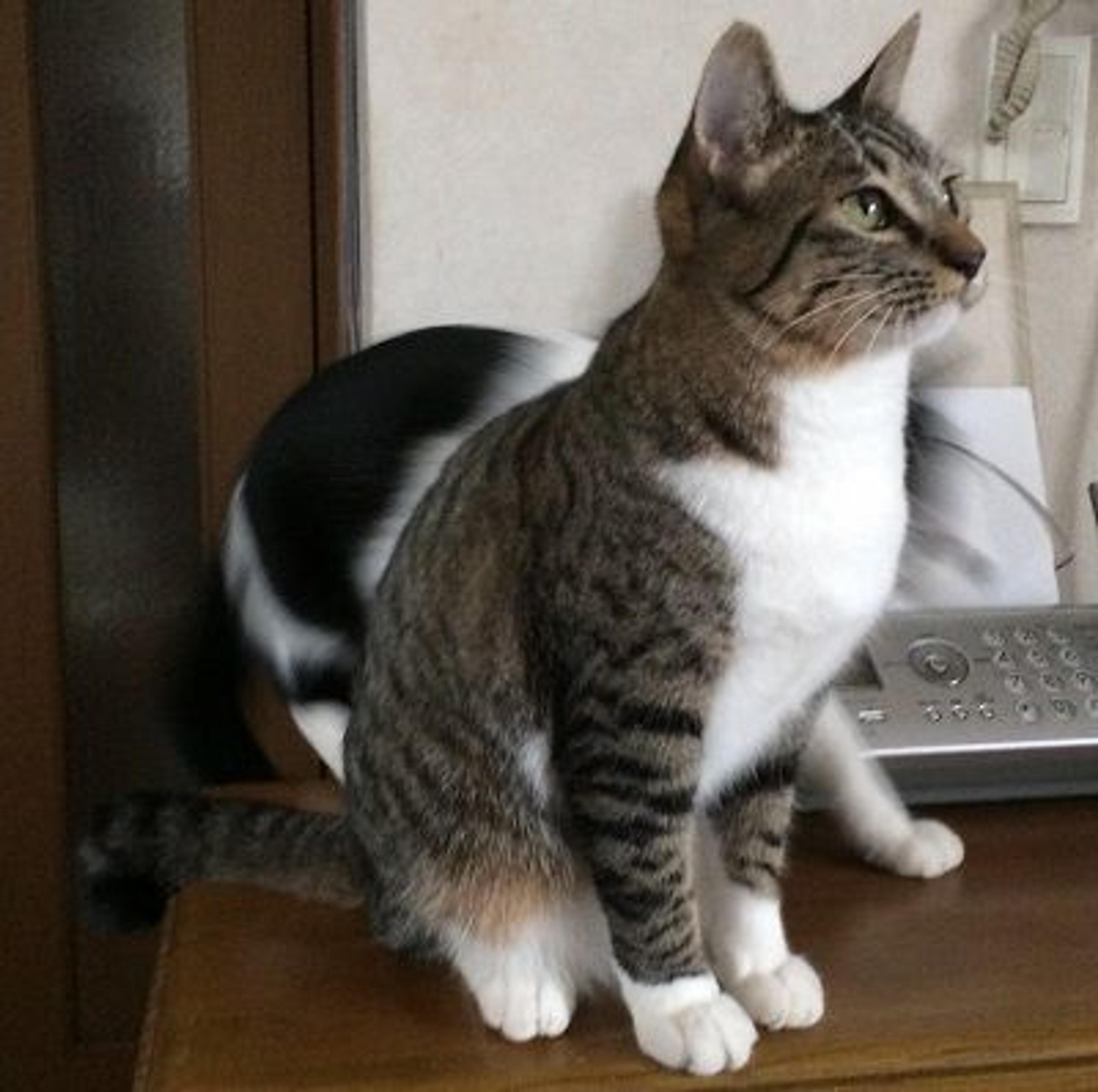 pet-image-3