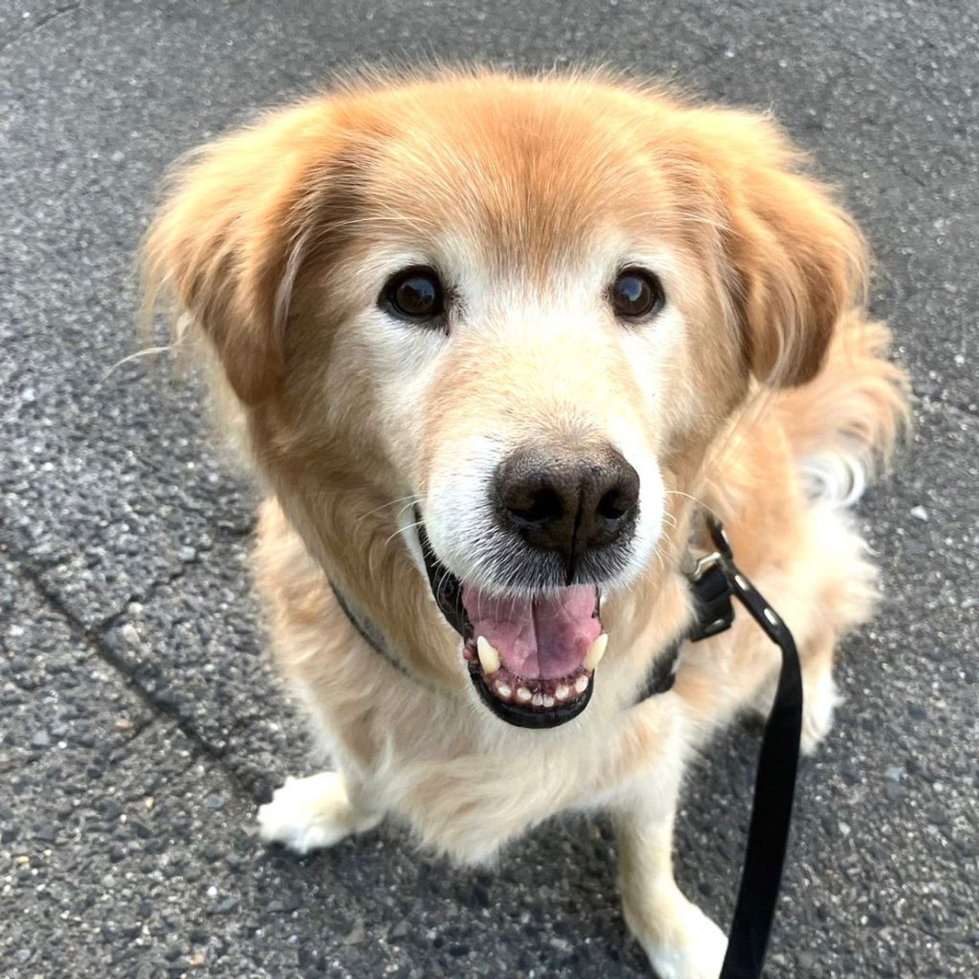 雑種（ミックス犬）・オスの里親募集の写真