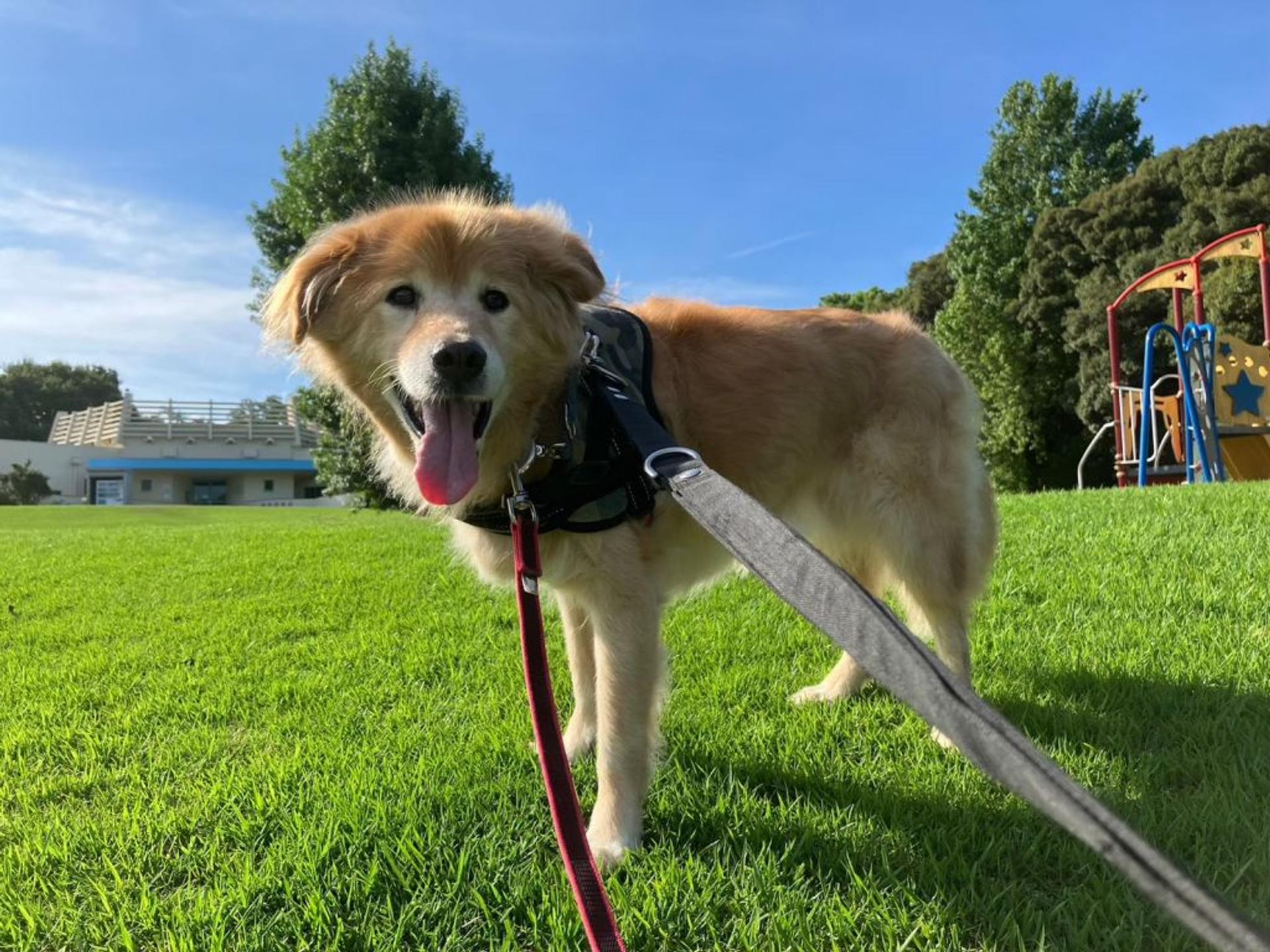pet-image-5