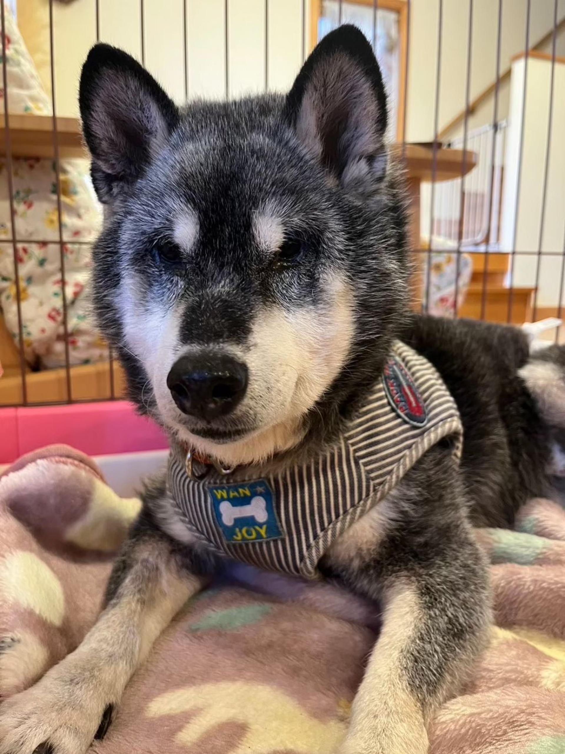 pet-image-5