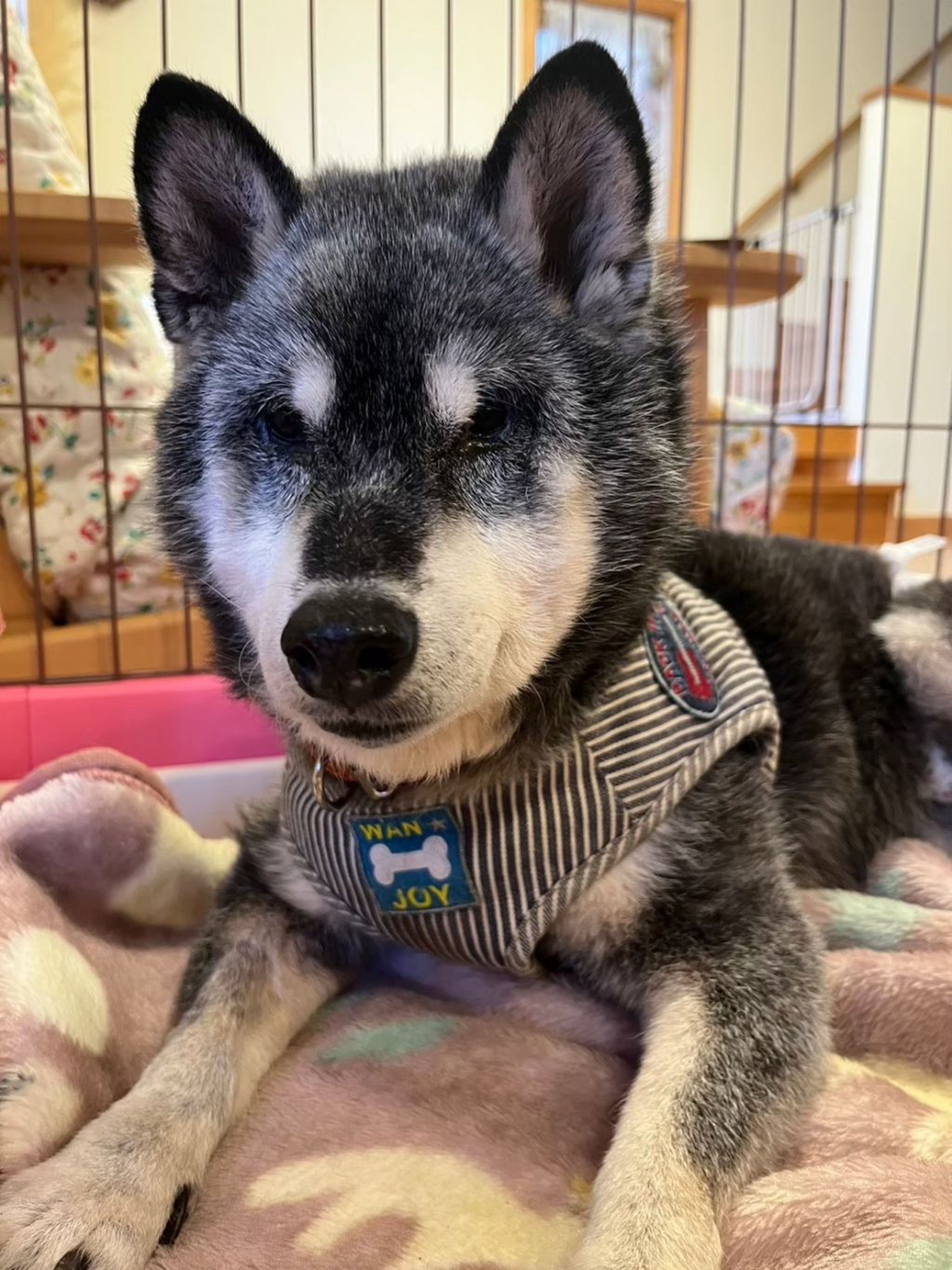 pet-image-5
