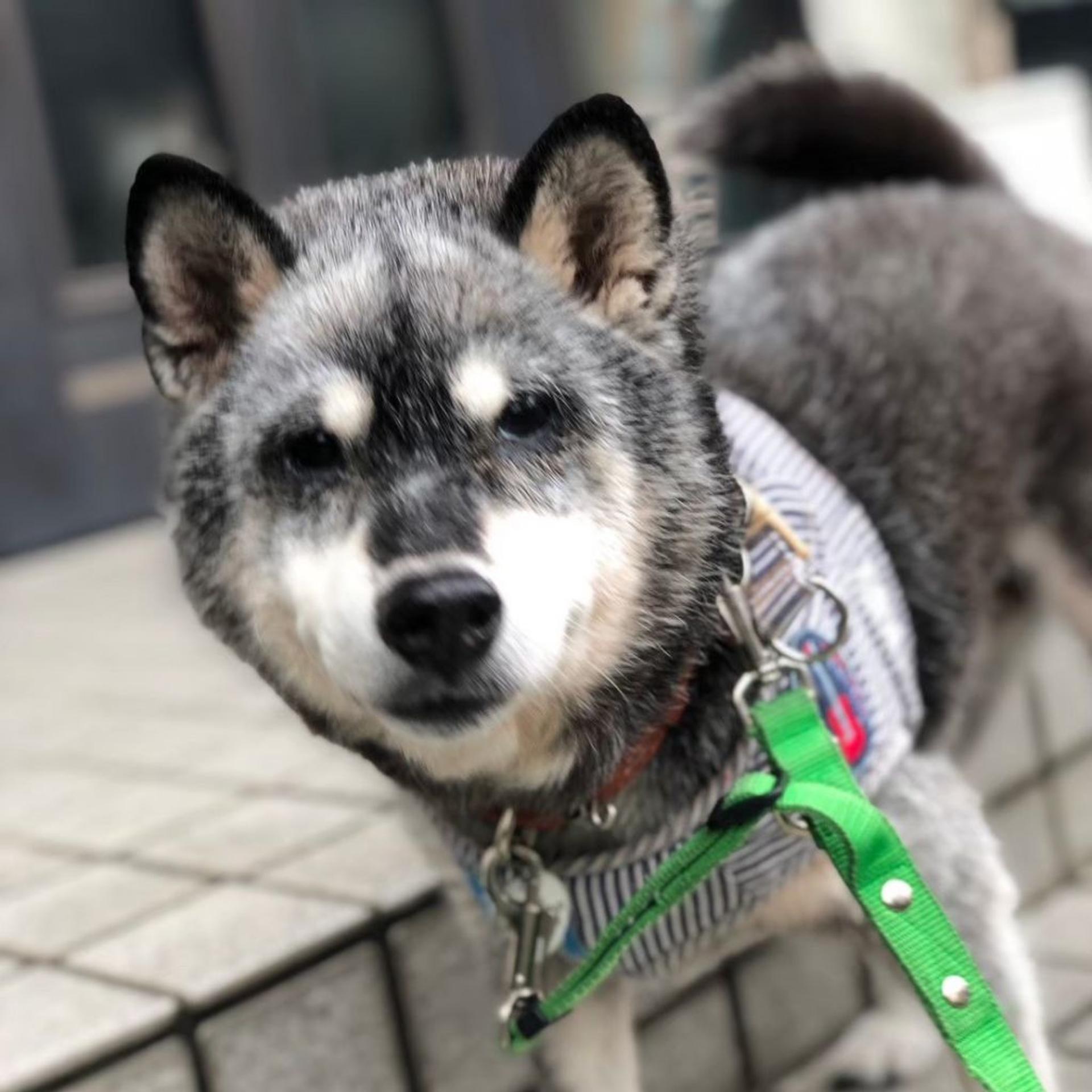 pet-image-7