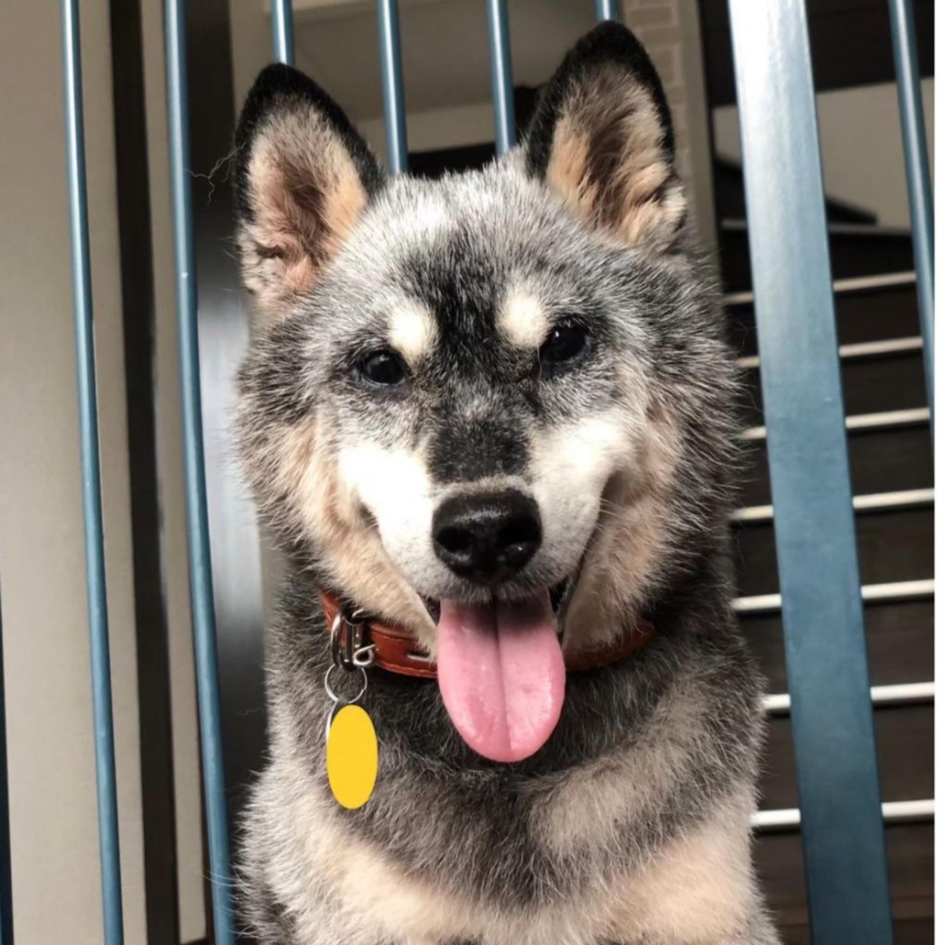 pet-image-9