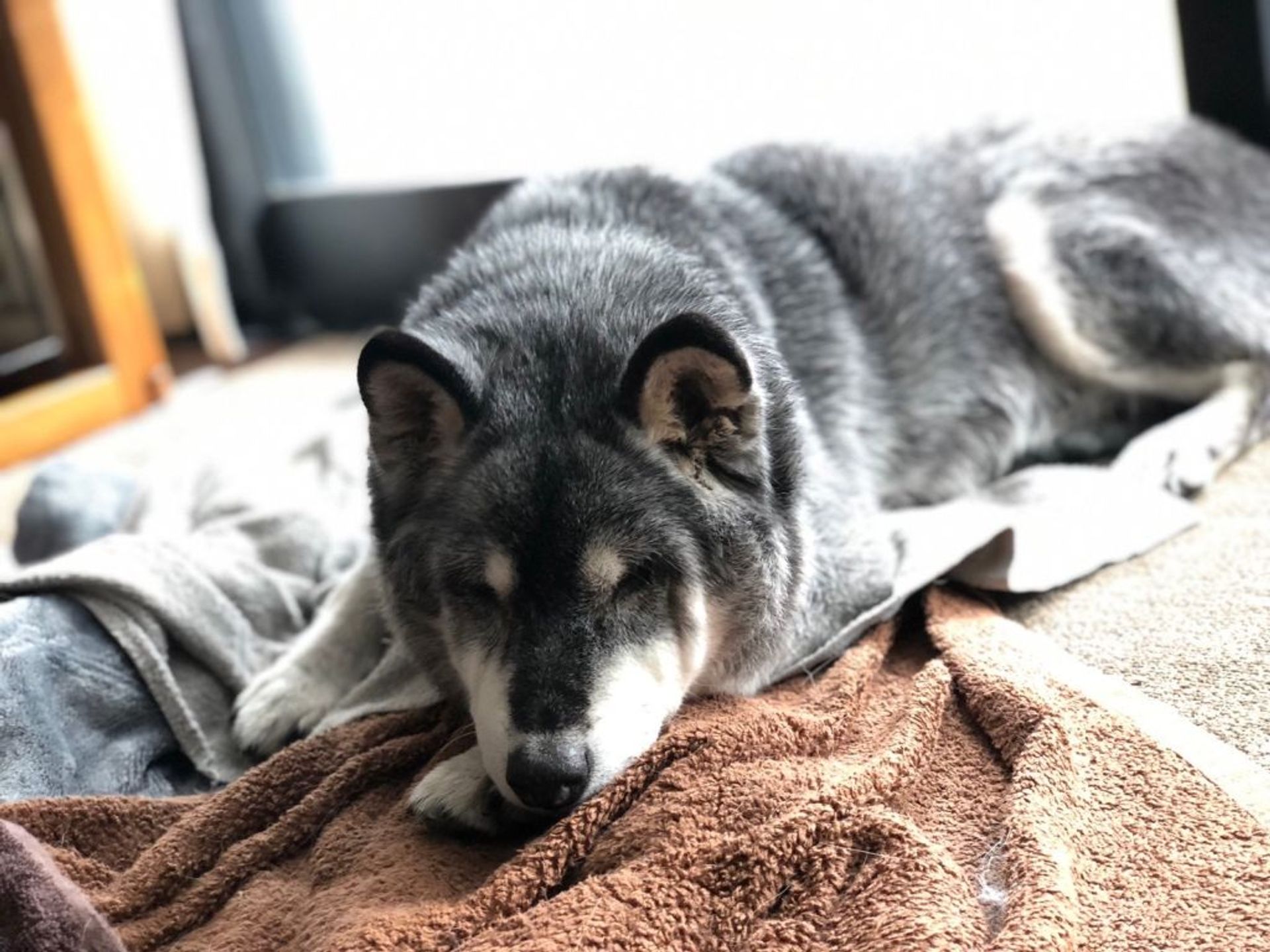 雑種（ミックス犬）・メスの里親募集の写真