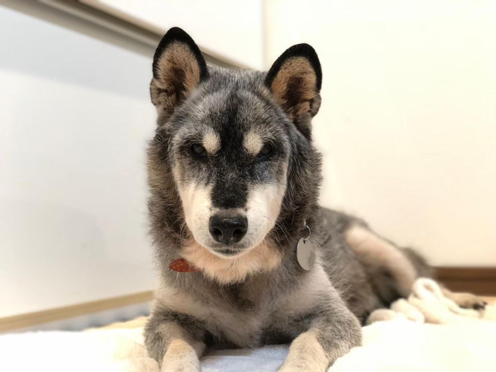 pet-image-4