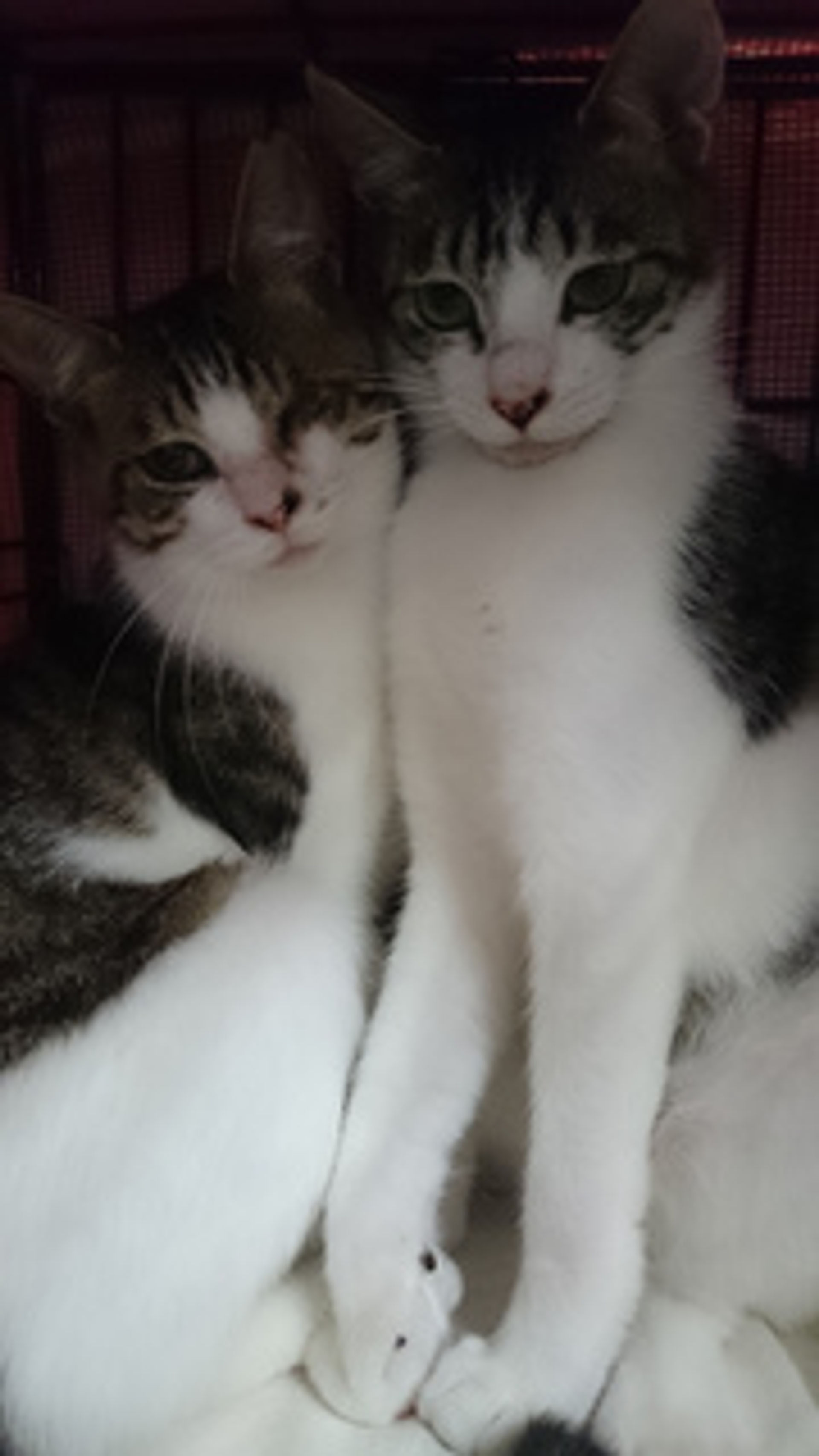 雑種（ミックス猫）・オスの里親募集の写真