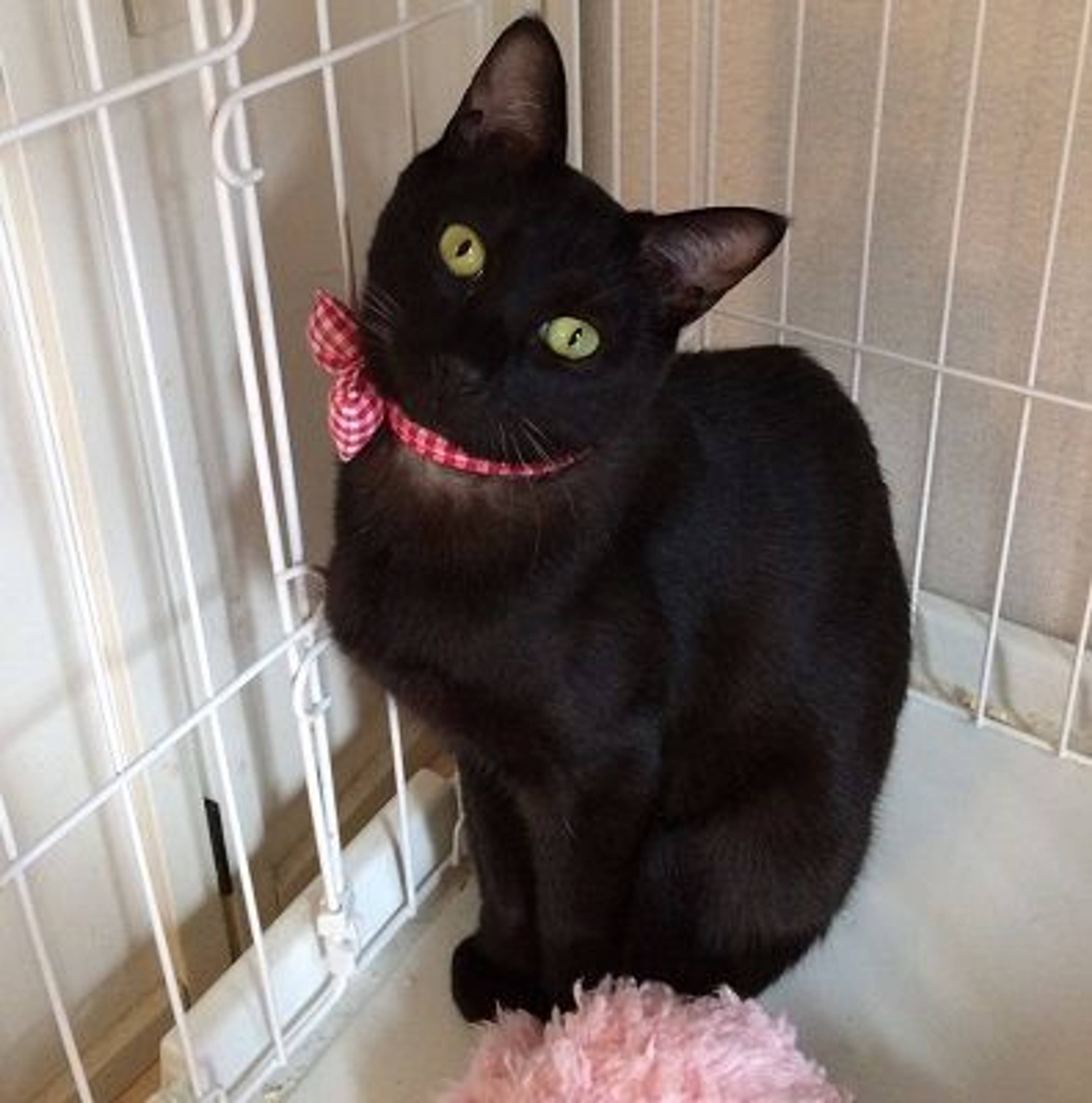 雑種（ミックス猫）・メスの里親募集の写真