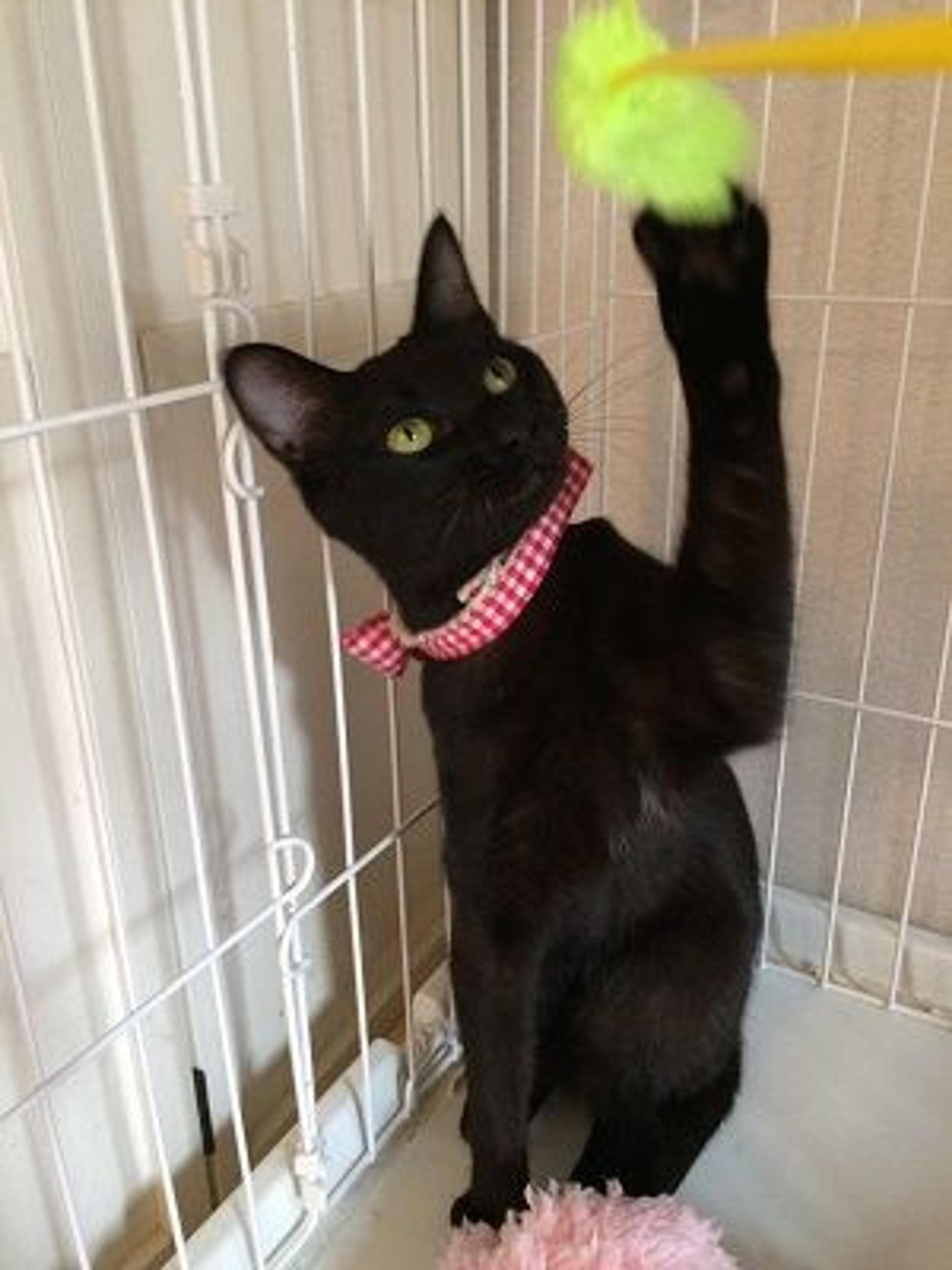 pet-image-3