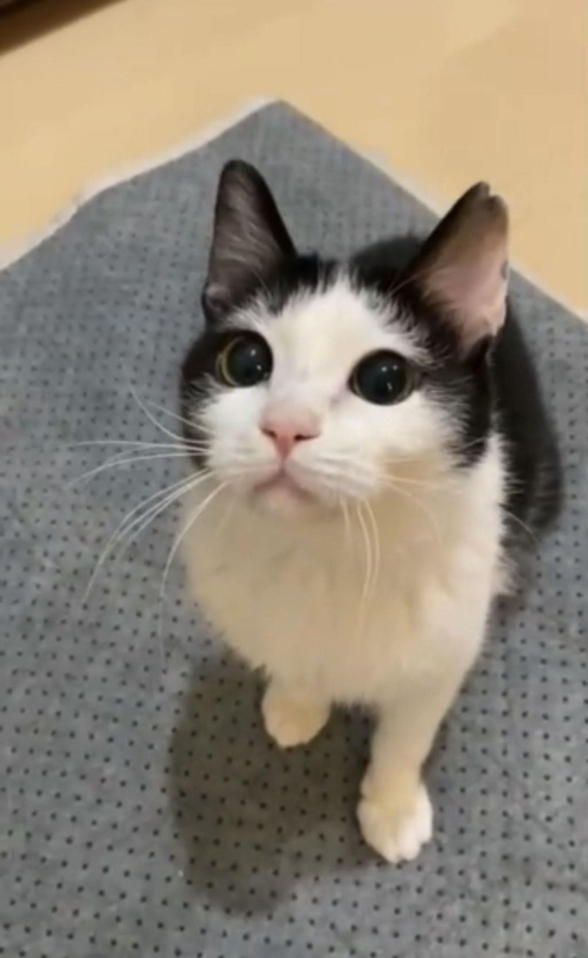 雑種（ミックス猫）・メスの里親募集の写真