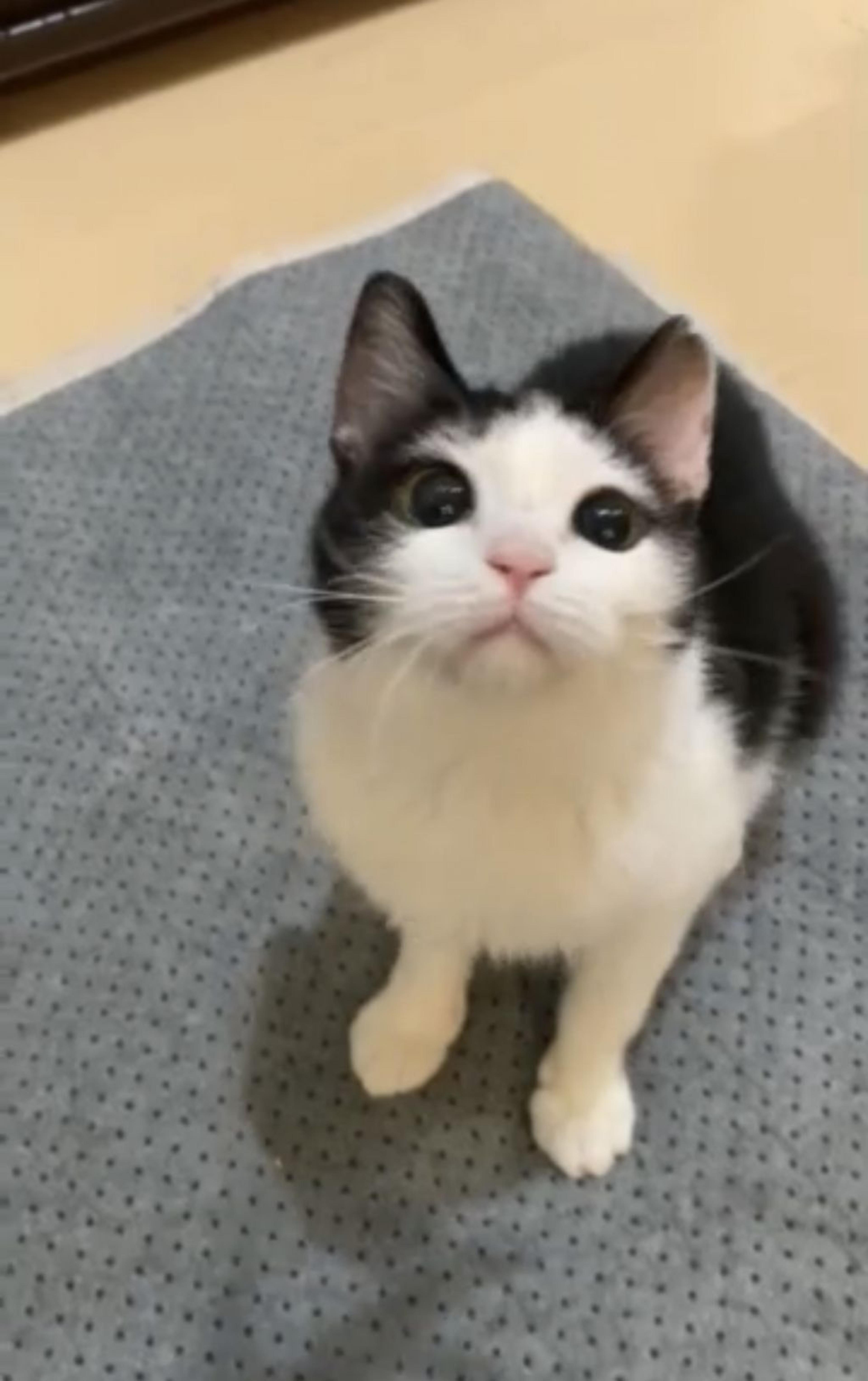 pet-image-4