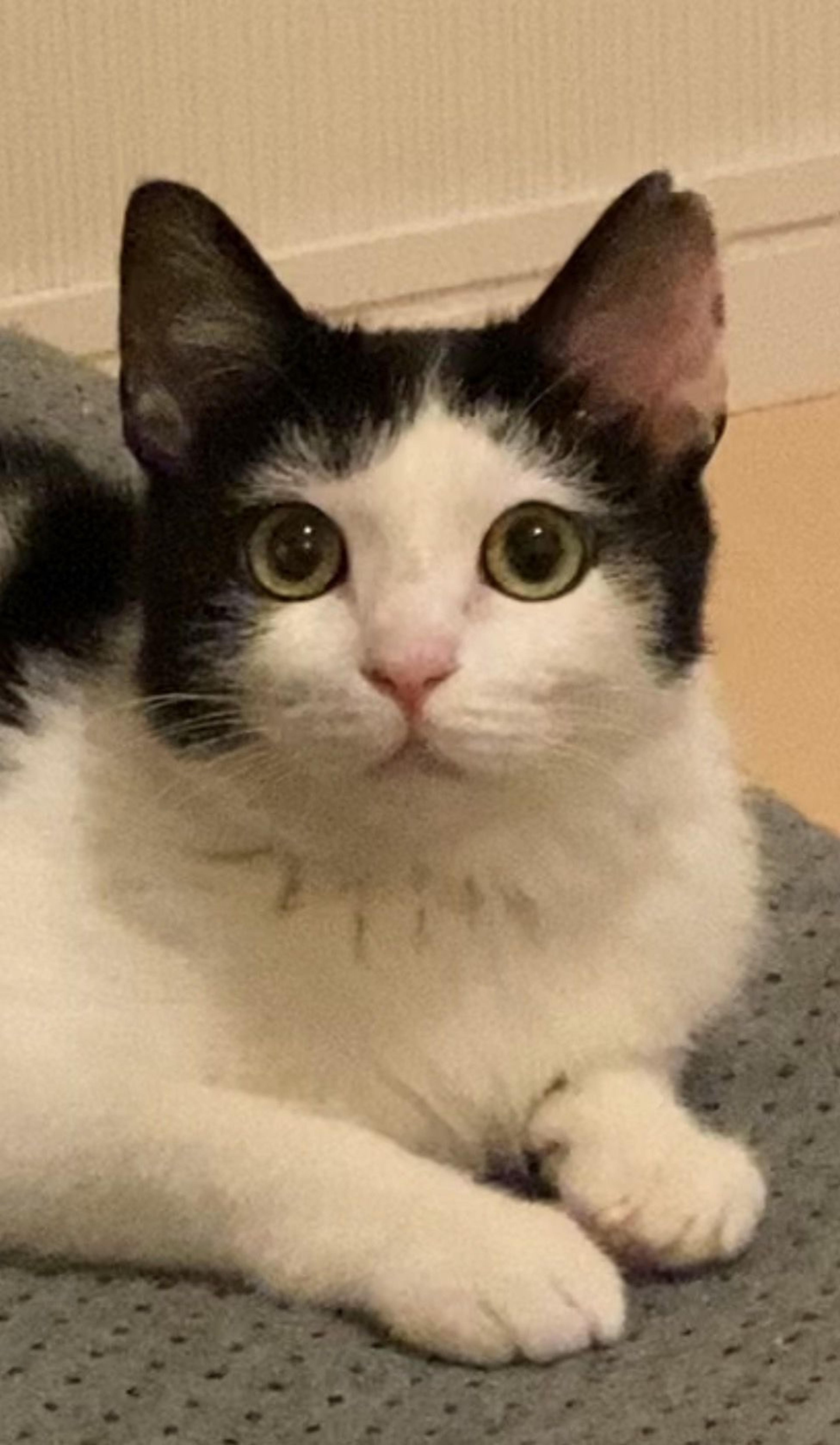 pet-image-7