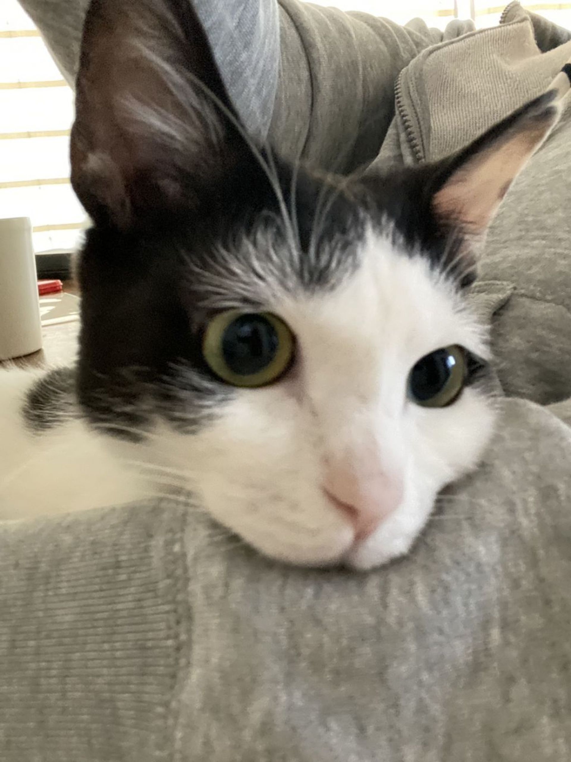 雑種（ミックス猫）・メスの里親募集の写真