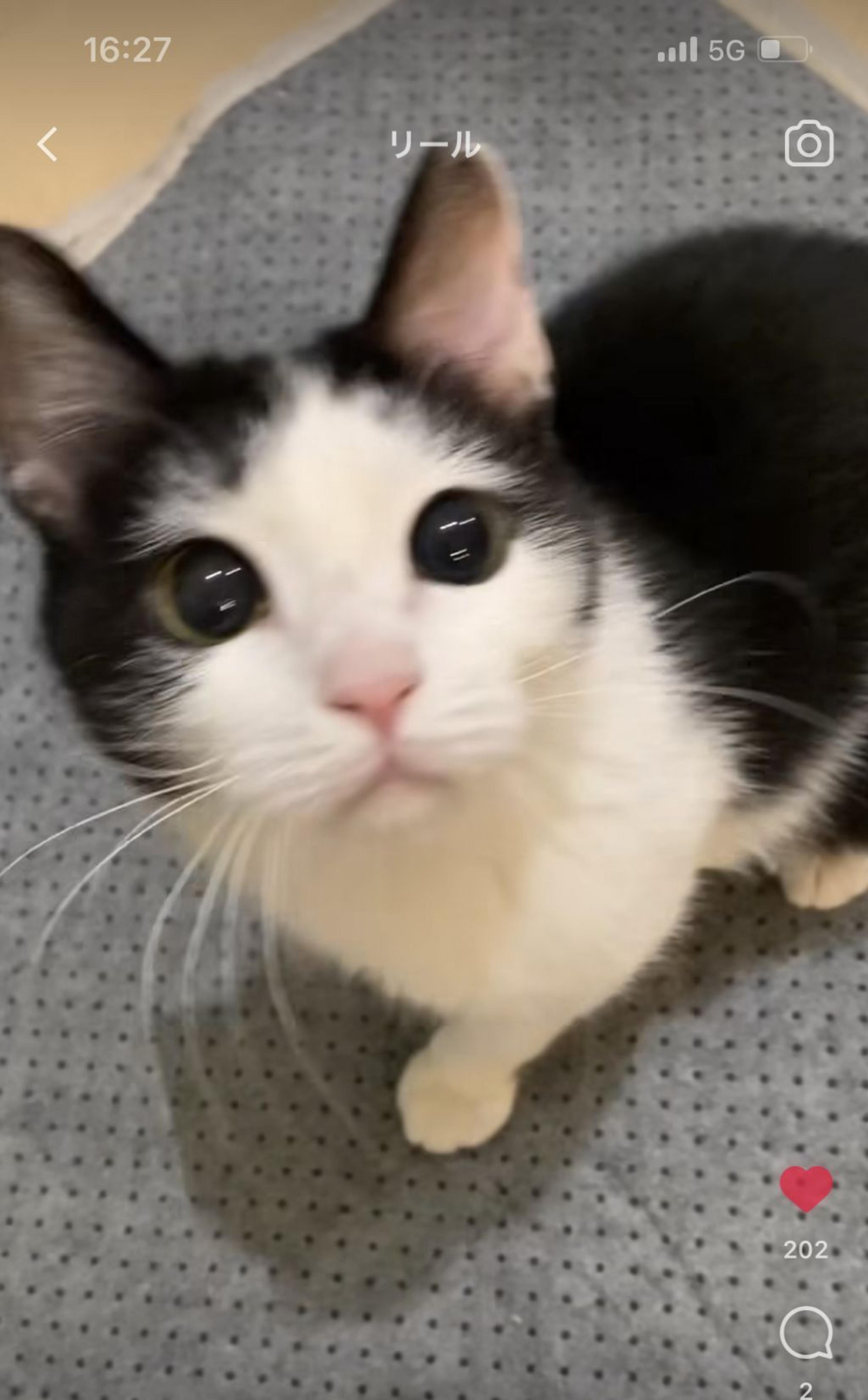pet-image-5