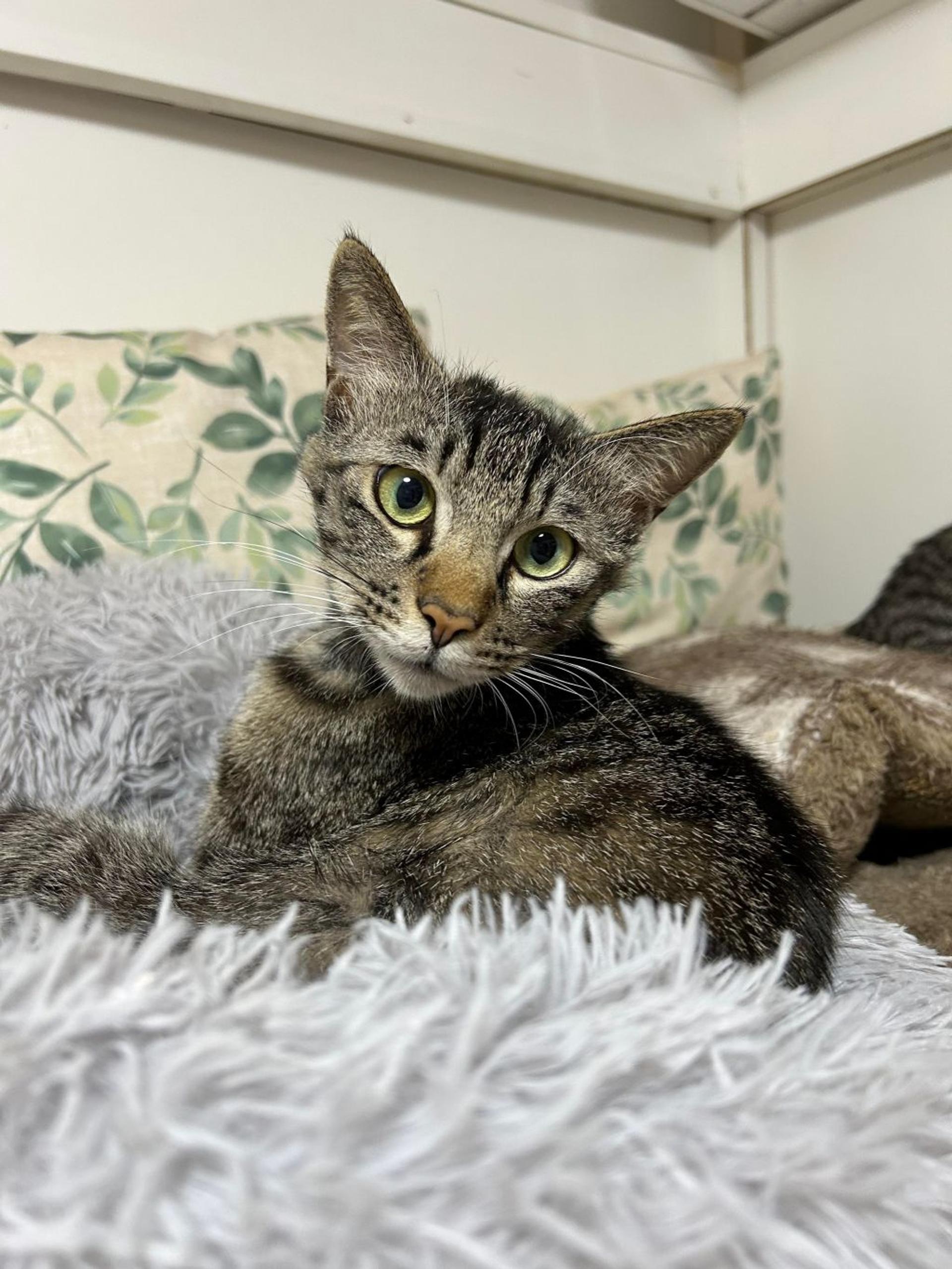 pet-image-2