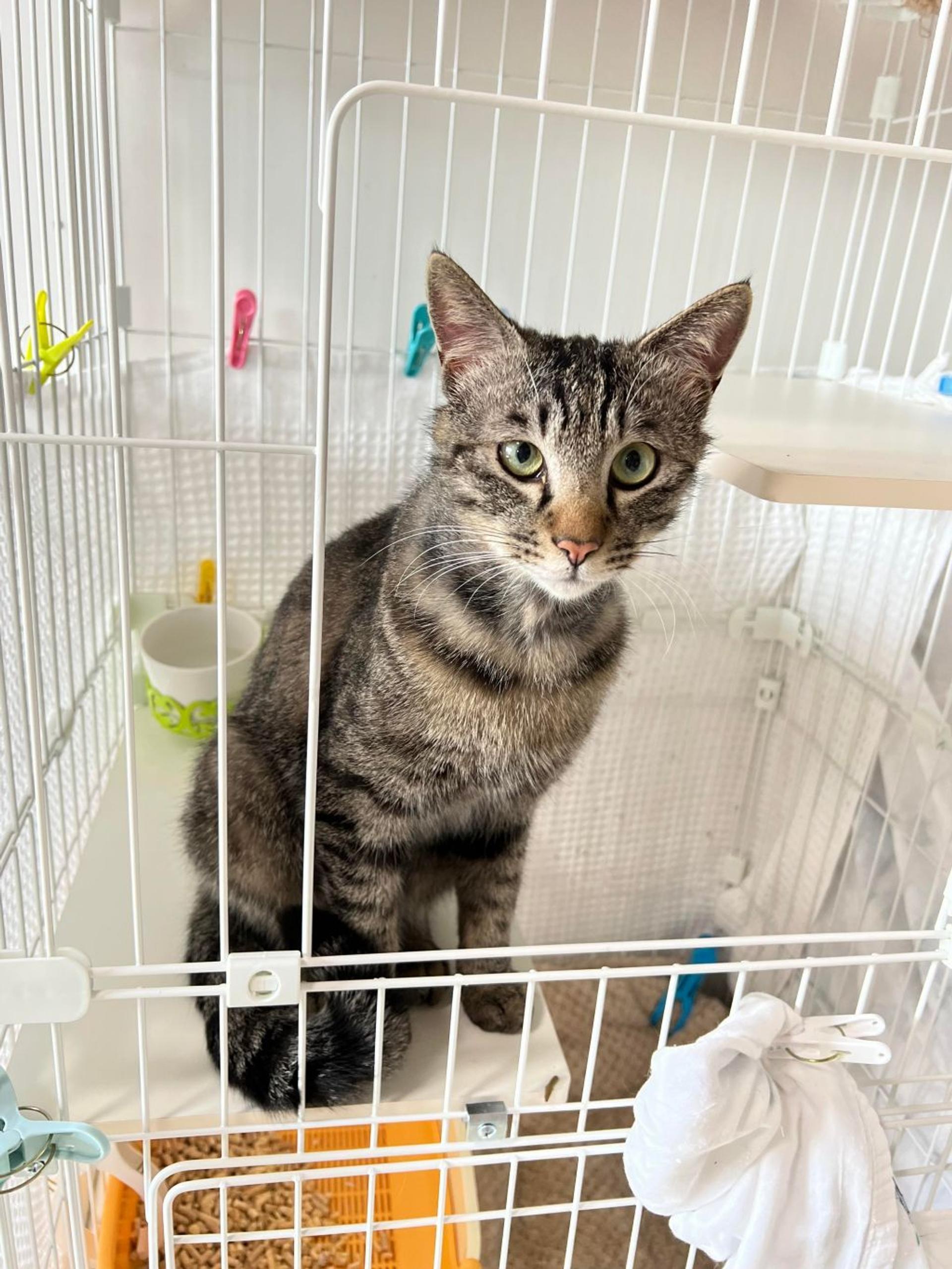 pet-image-6