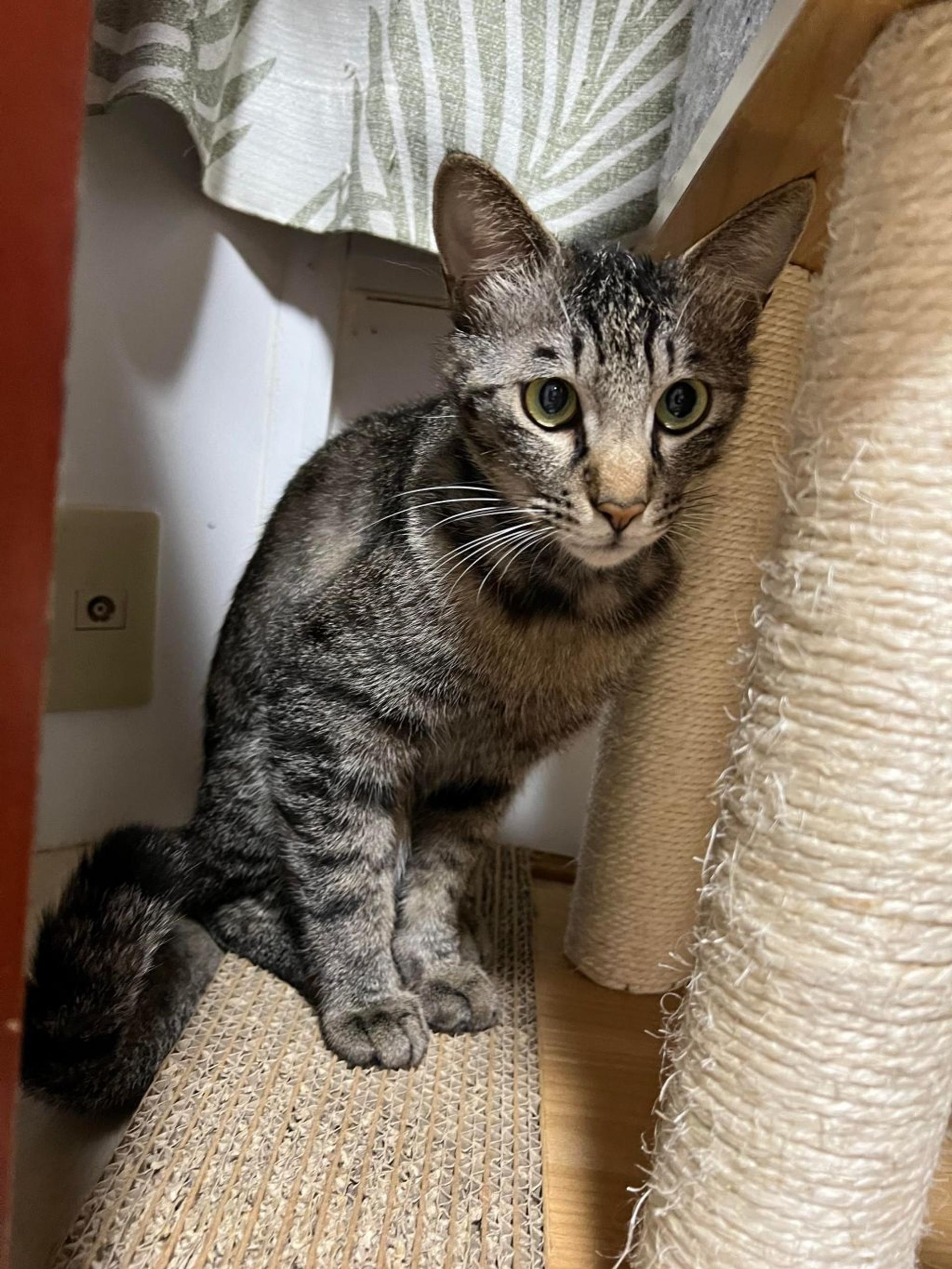 pet-image-8
