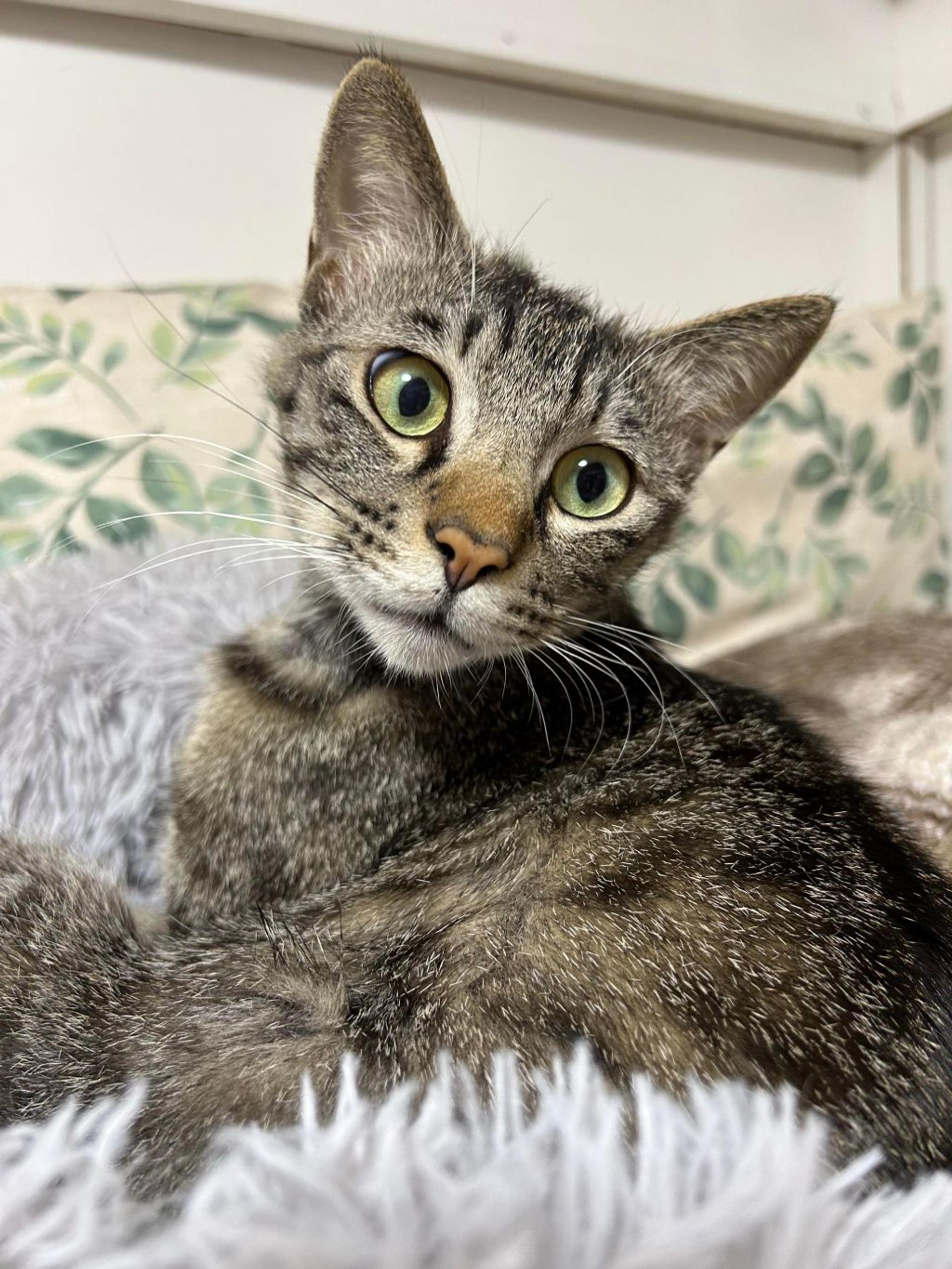 pet-image-9