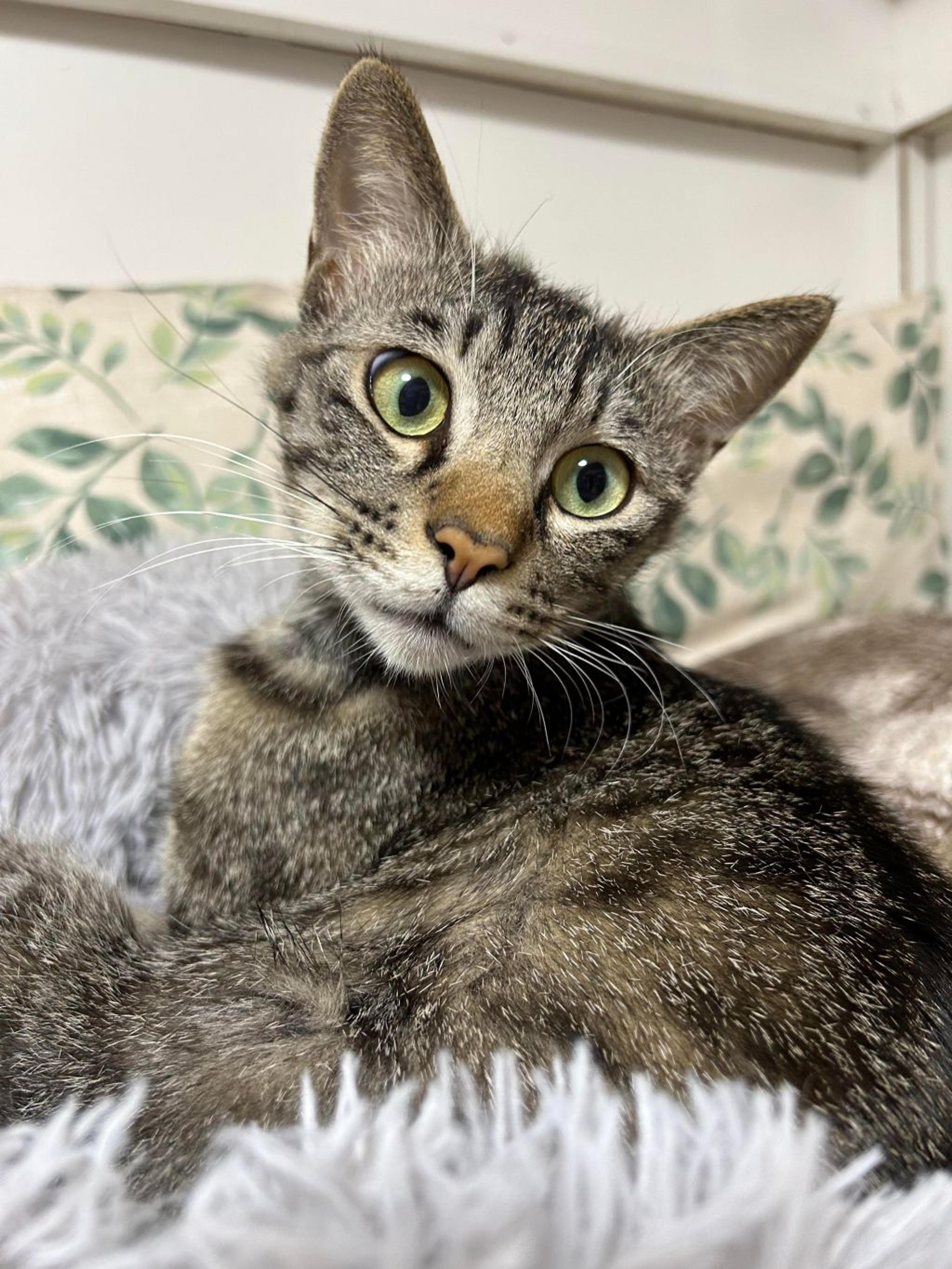 pet-image-9