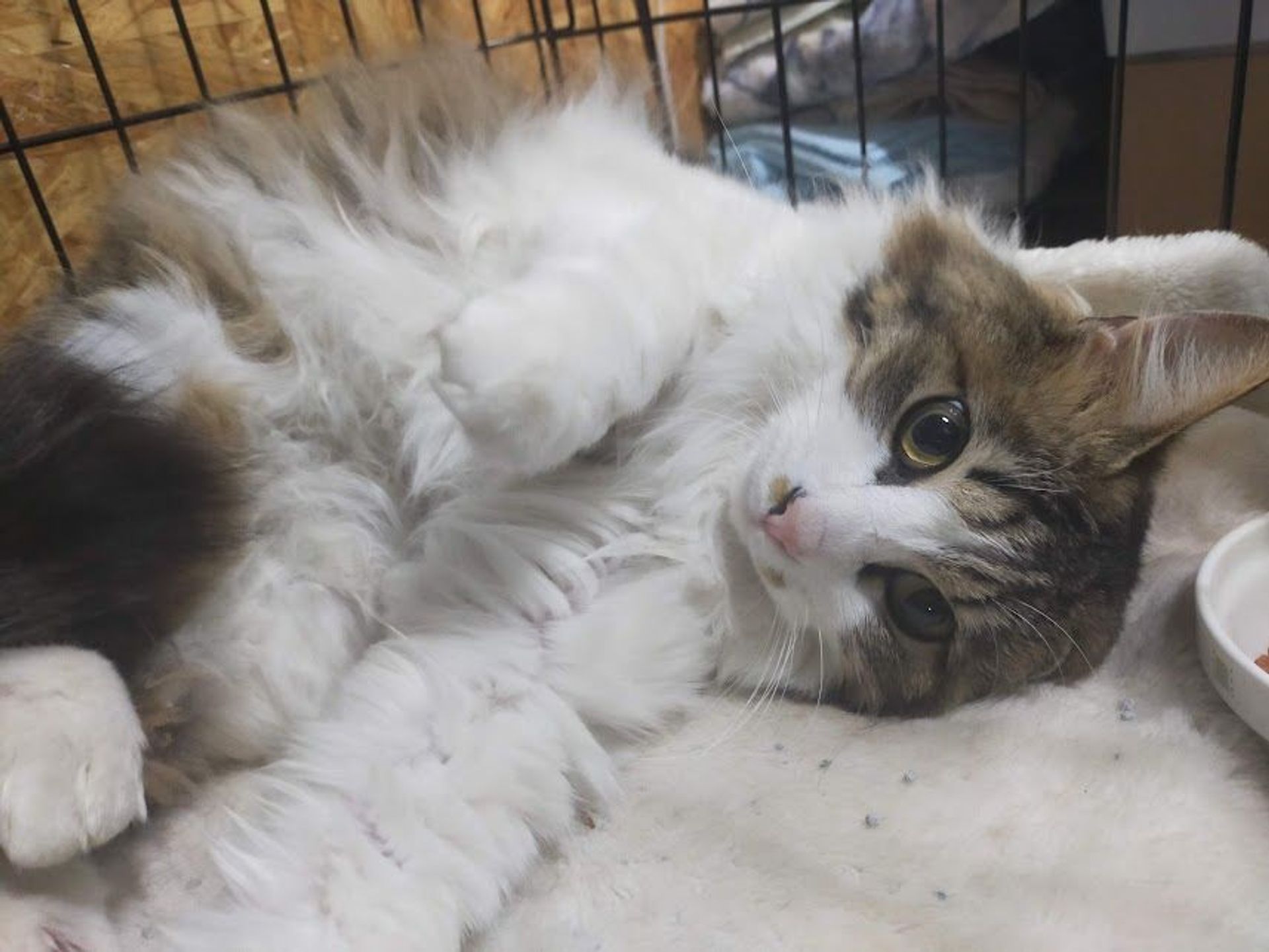雑種（ミックス猫）・オスの里親募集の写真