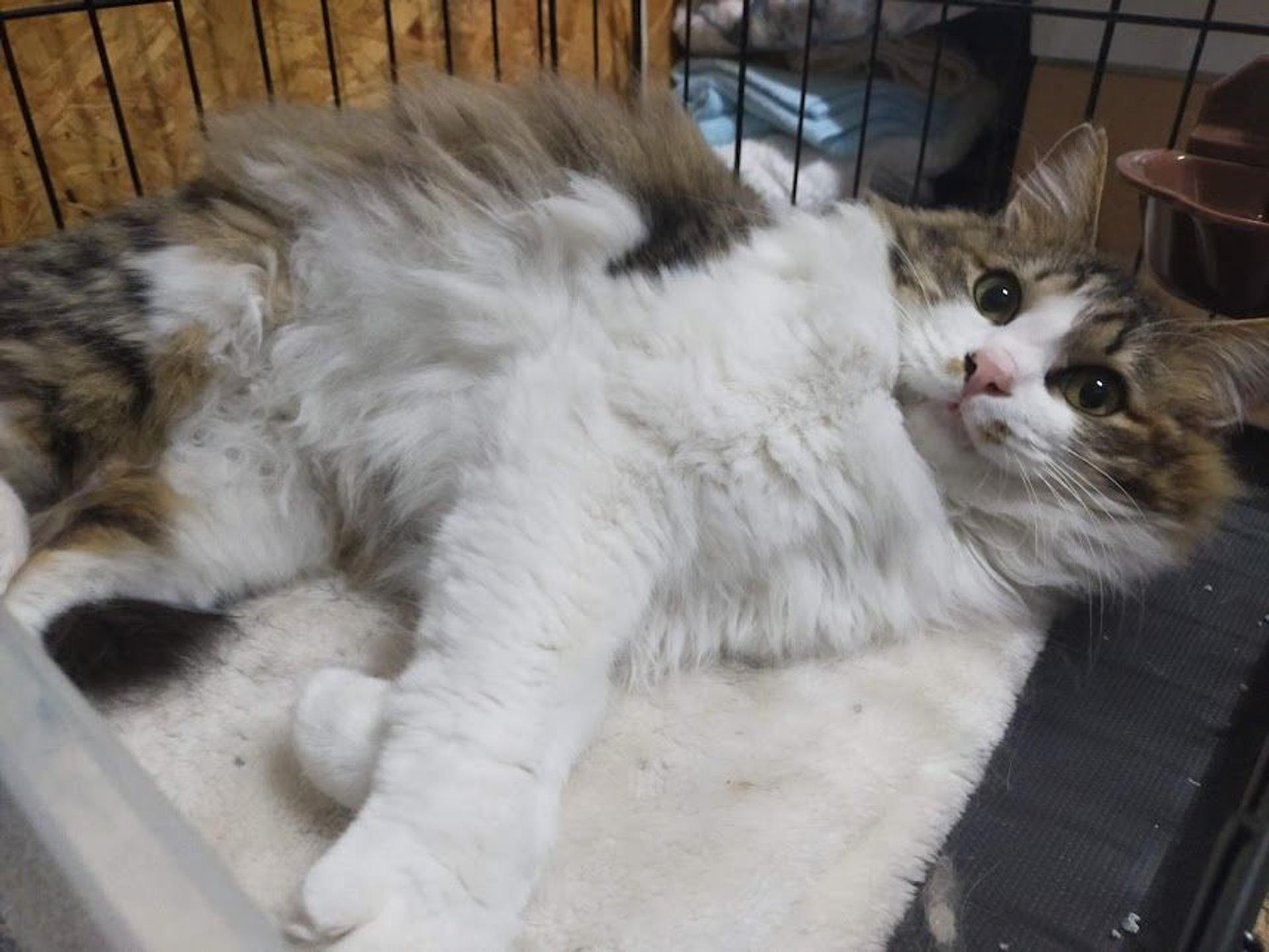 pet-image-5