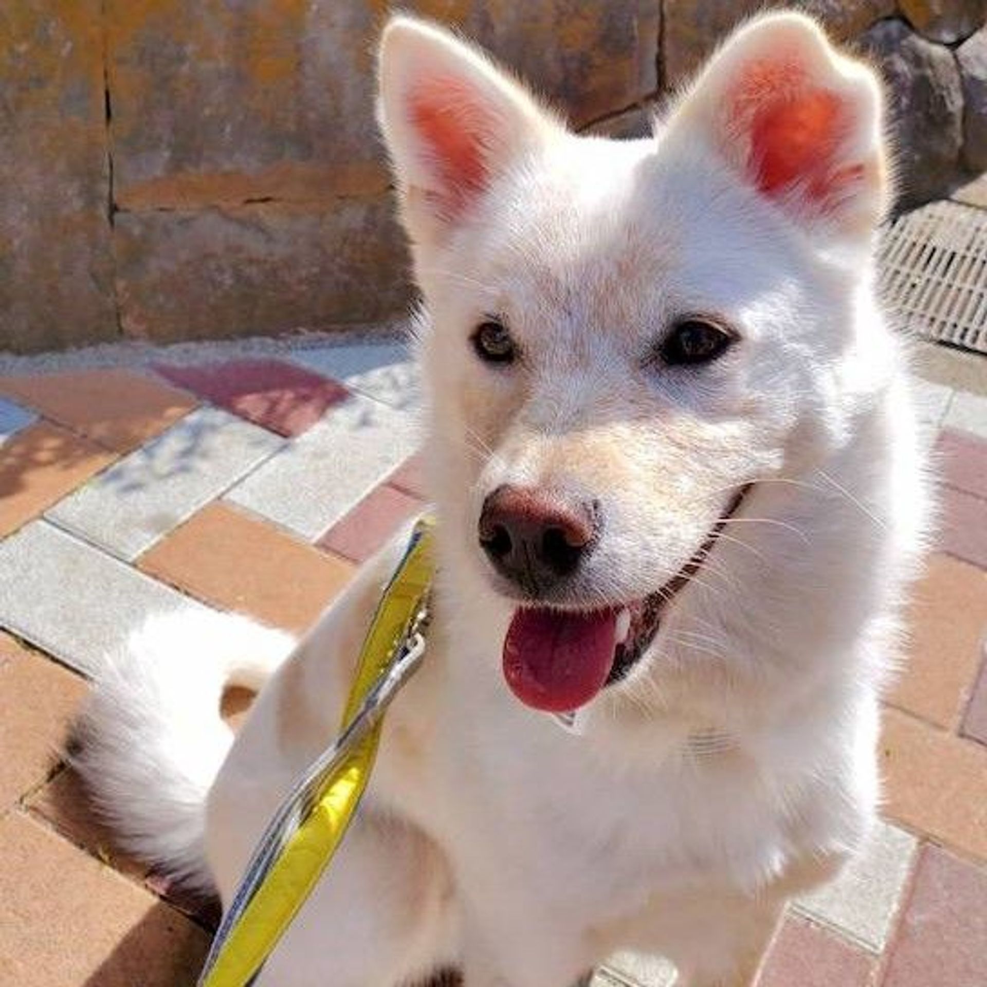 雑種（ミックス犬）・オスの里親募集の写真
