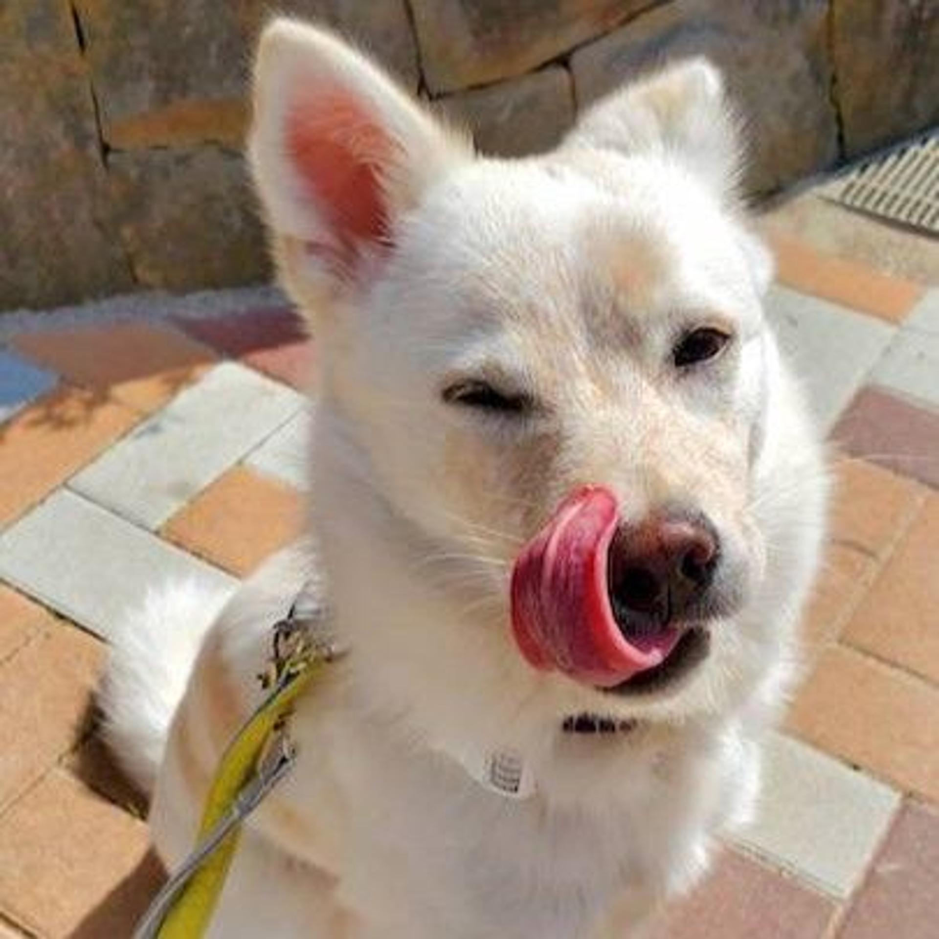 pet-image-2