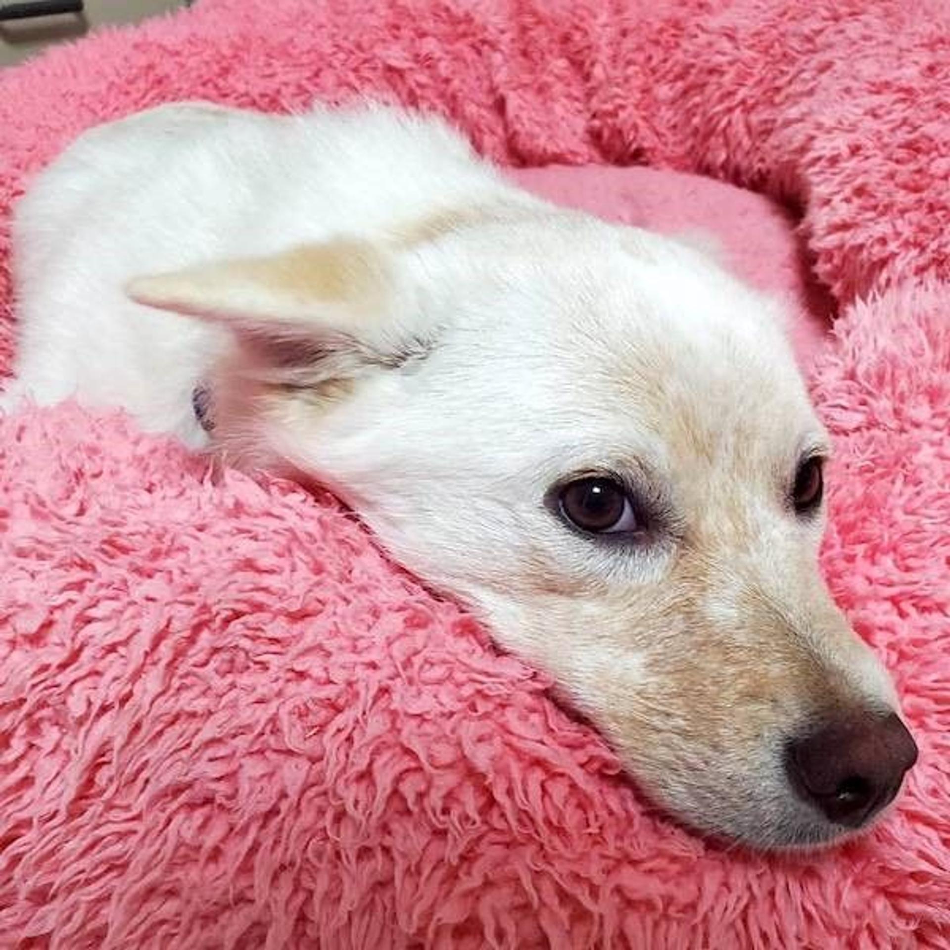 pet-image-3