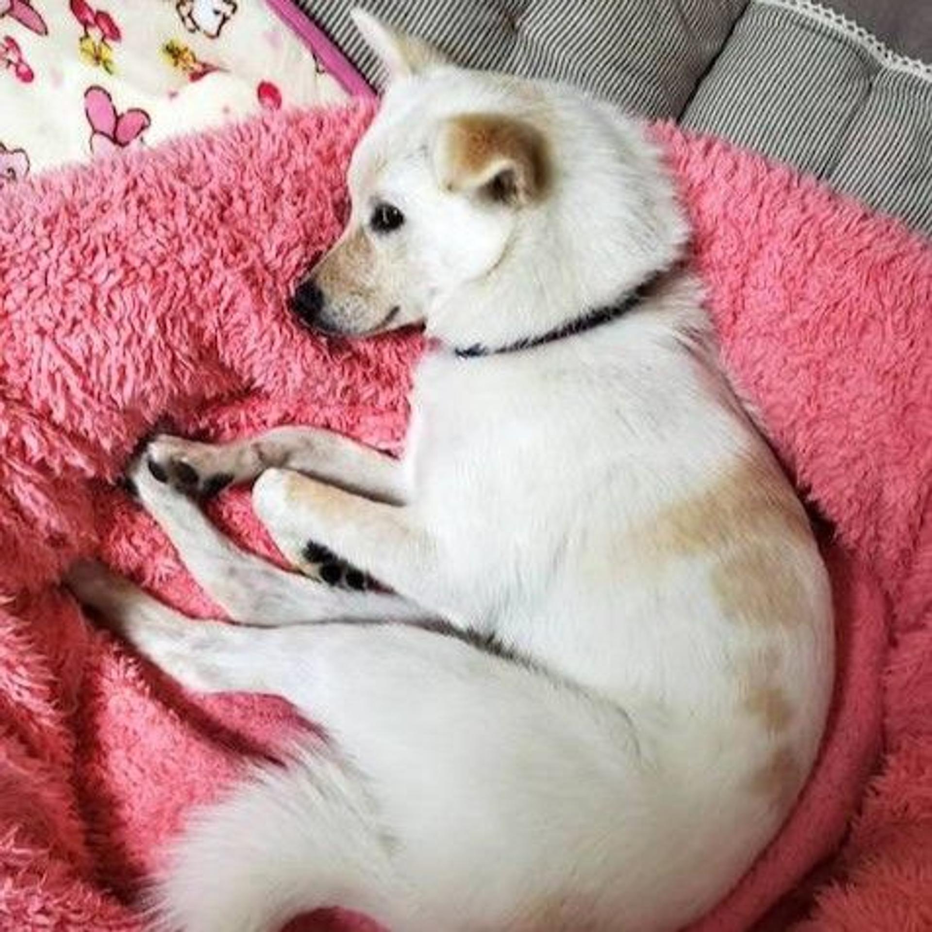 pet-image-4