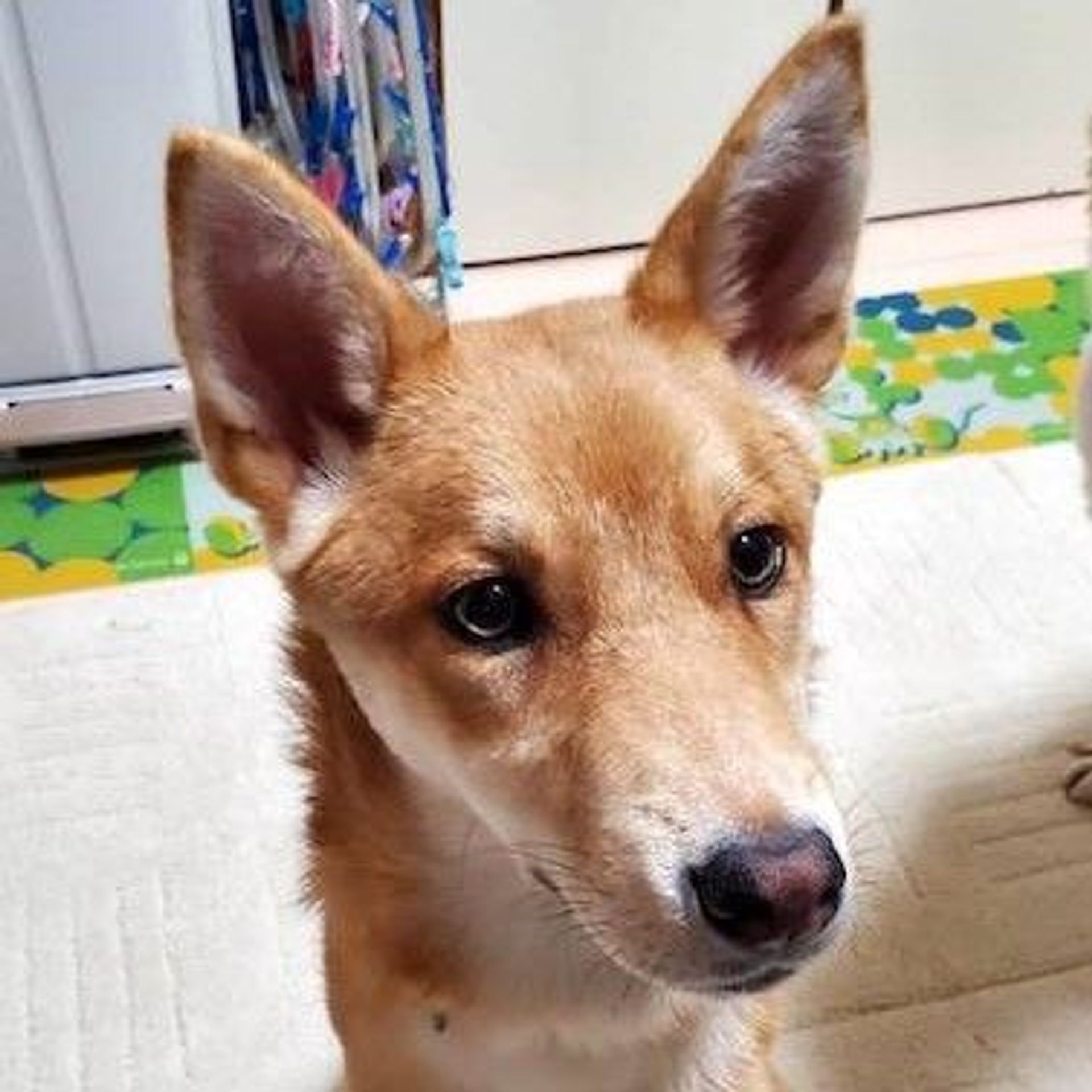 雑種（ミックス犬）・メスの里親募集の写真