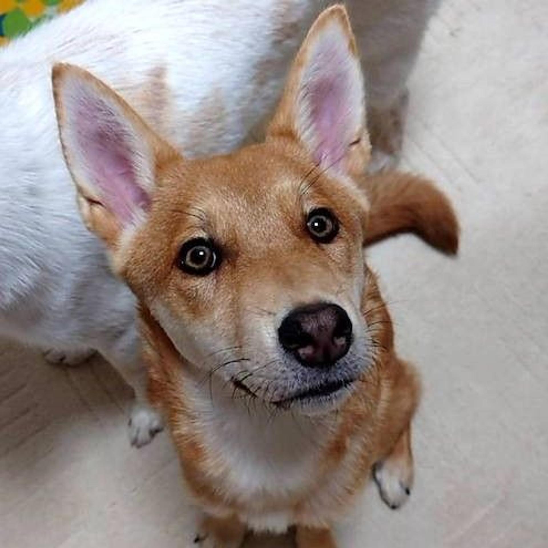 pet-image-3