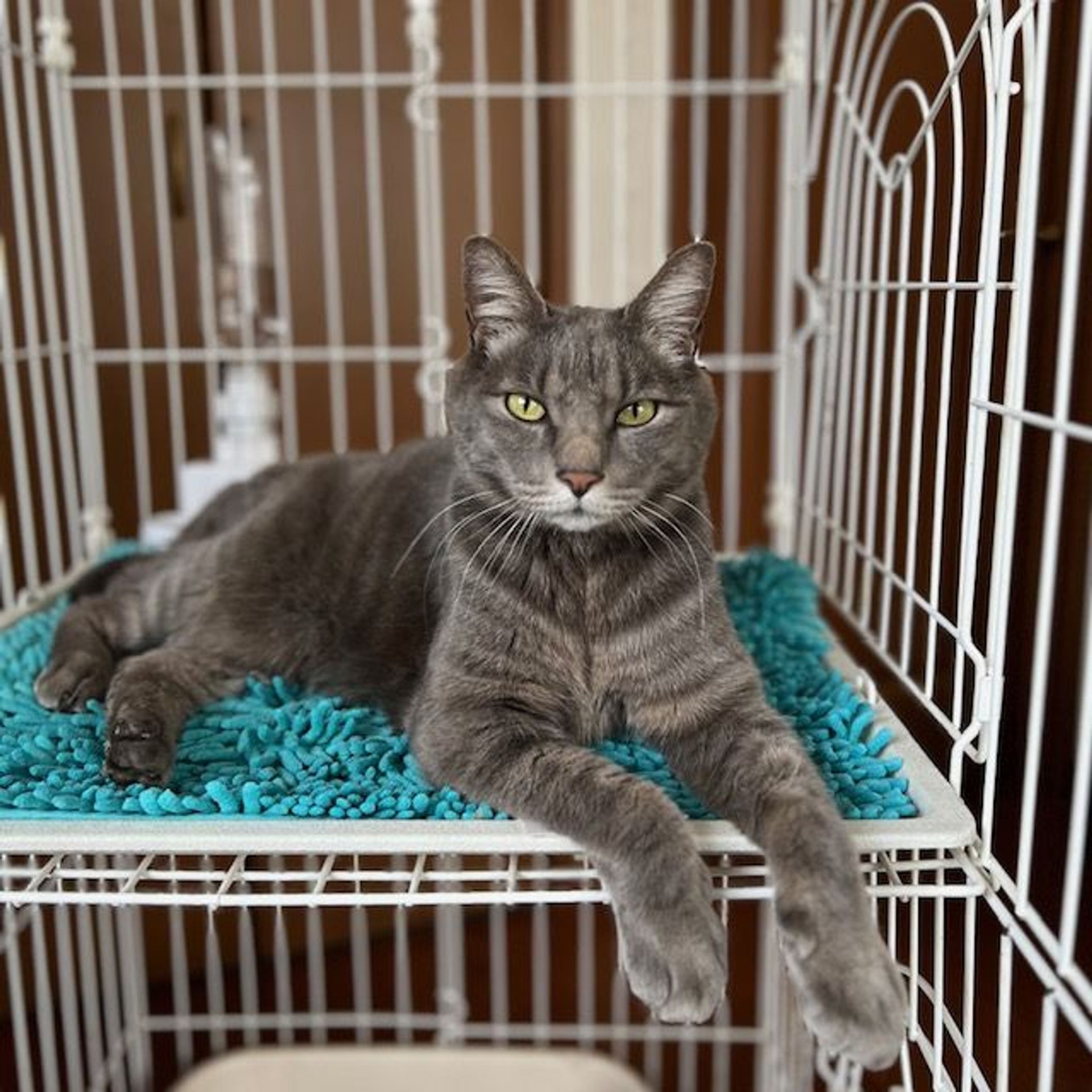 雑種（ミックス猫）・オスの里親募集の写真