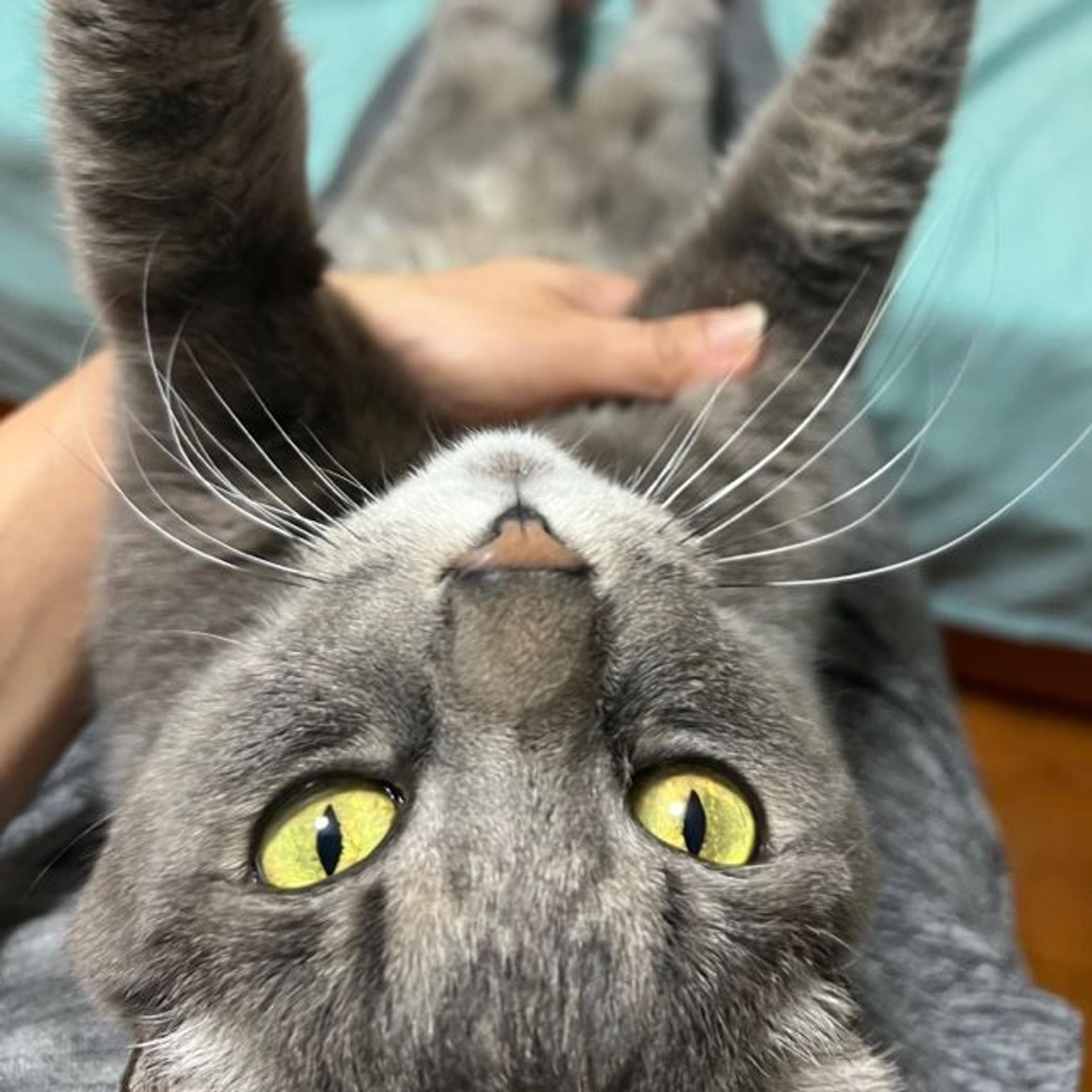 pet-image-4