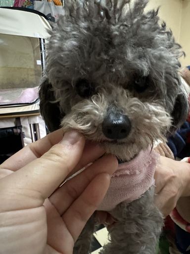 ひより