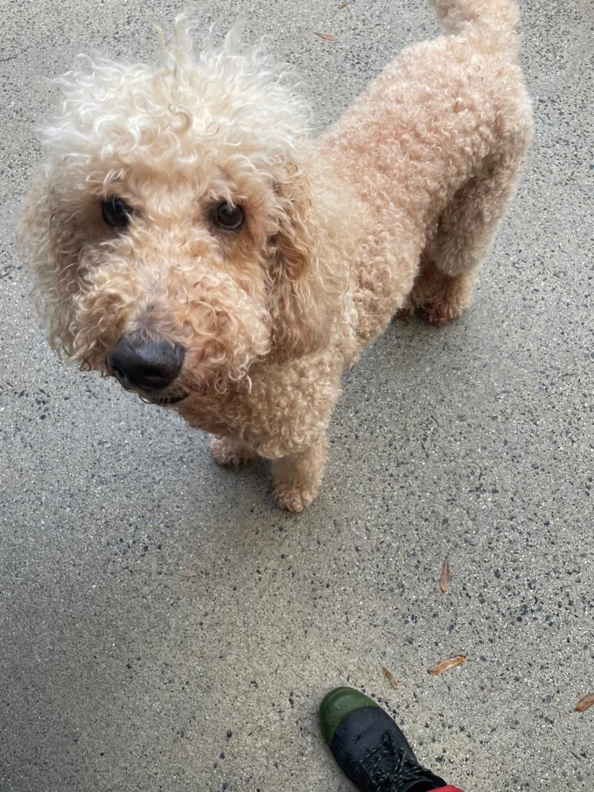 pet-image-2