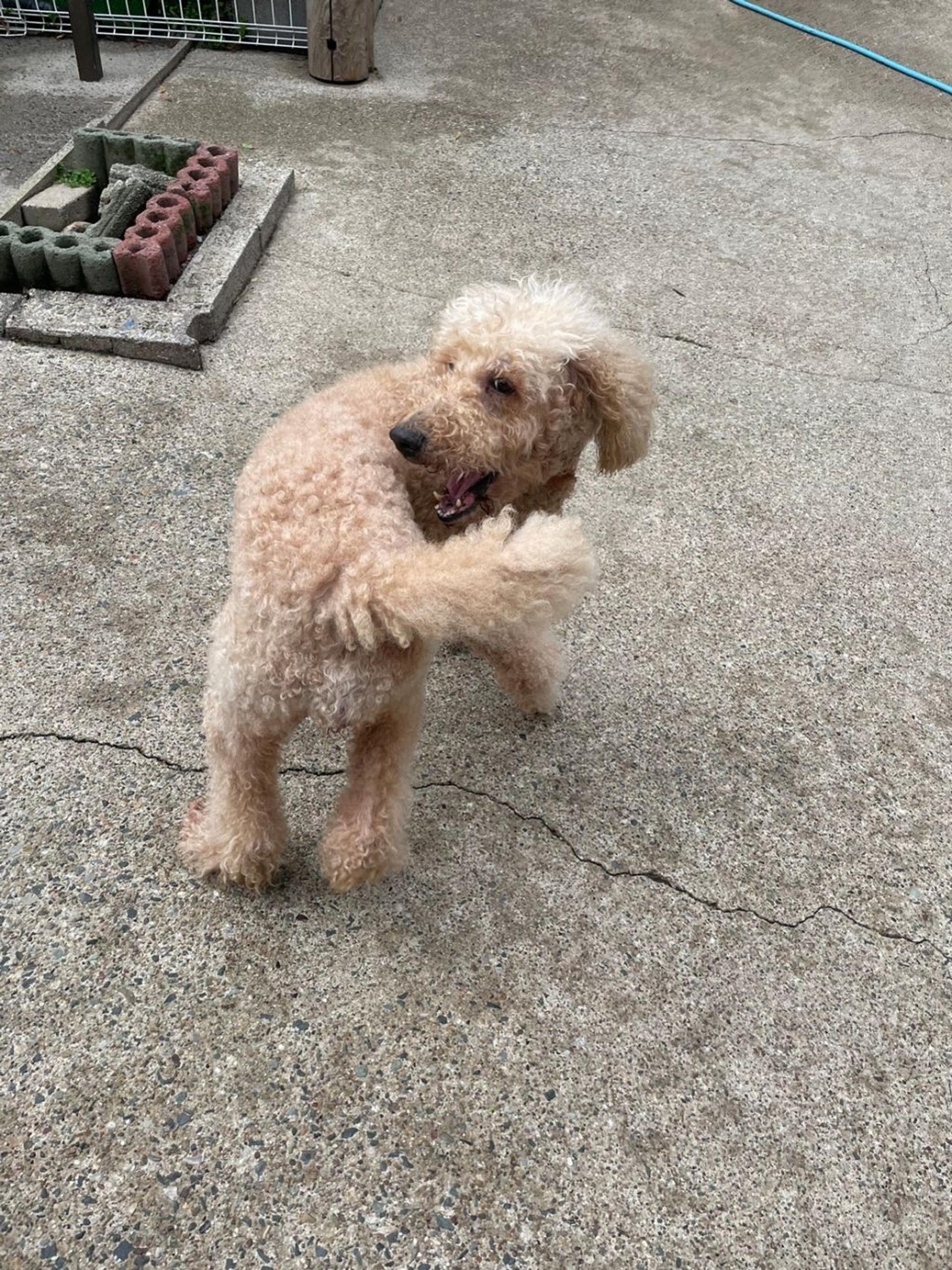 pet-image-3