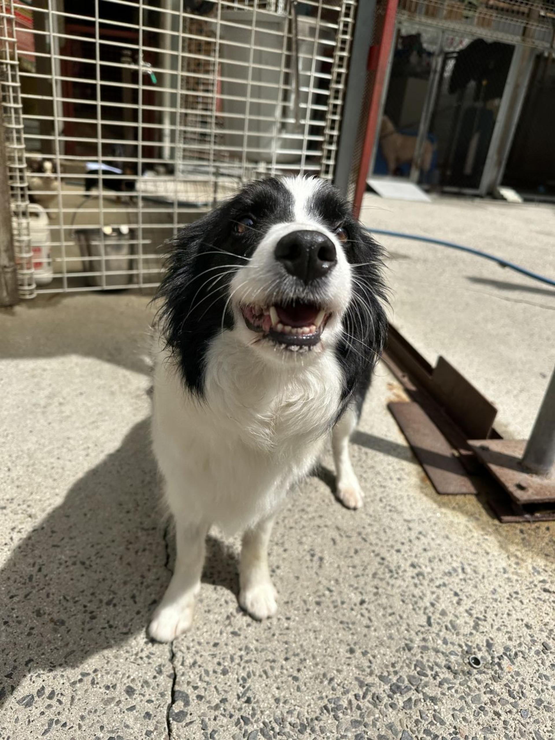 pet-image-2