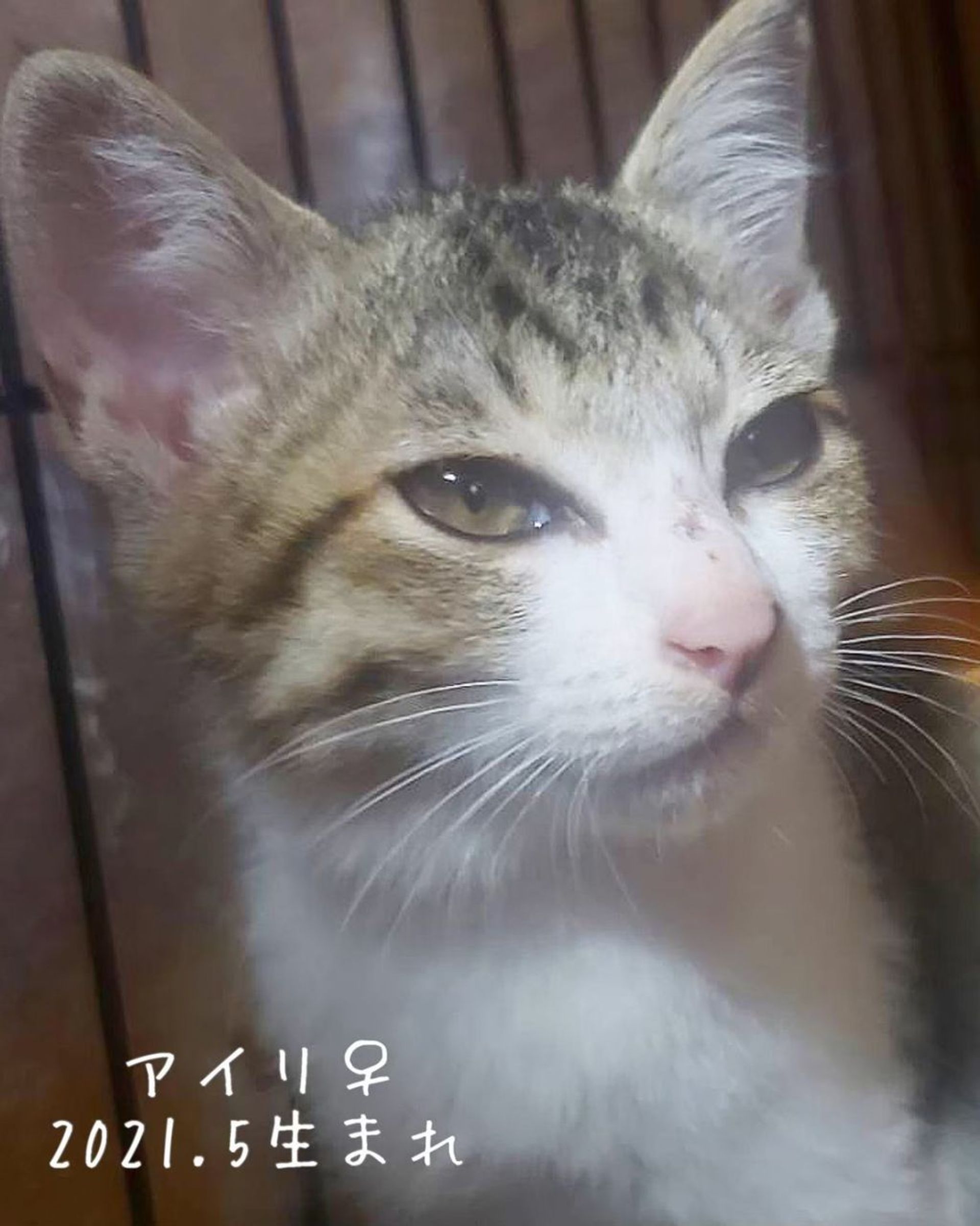 雑種（ミックス猫）・メスの里親募集の写真