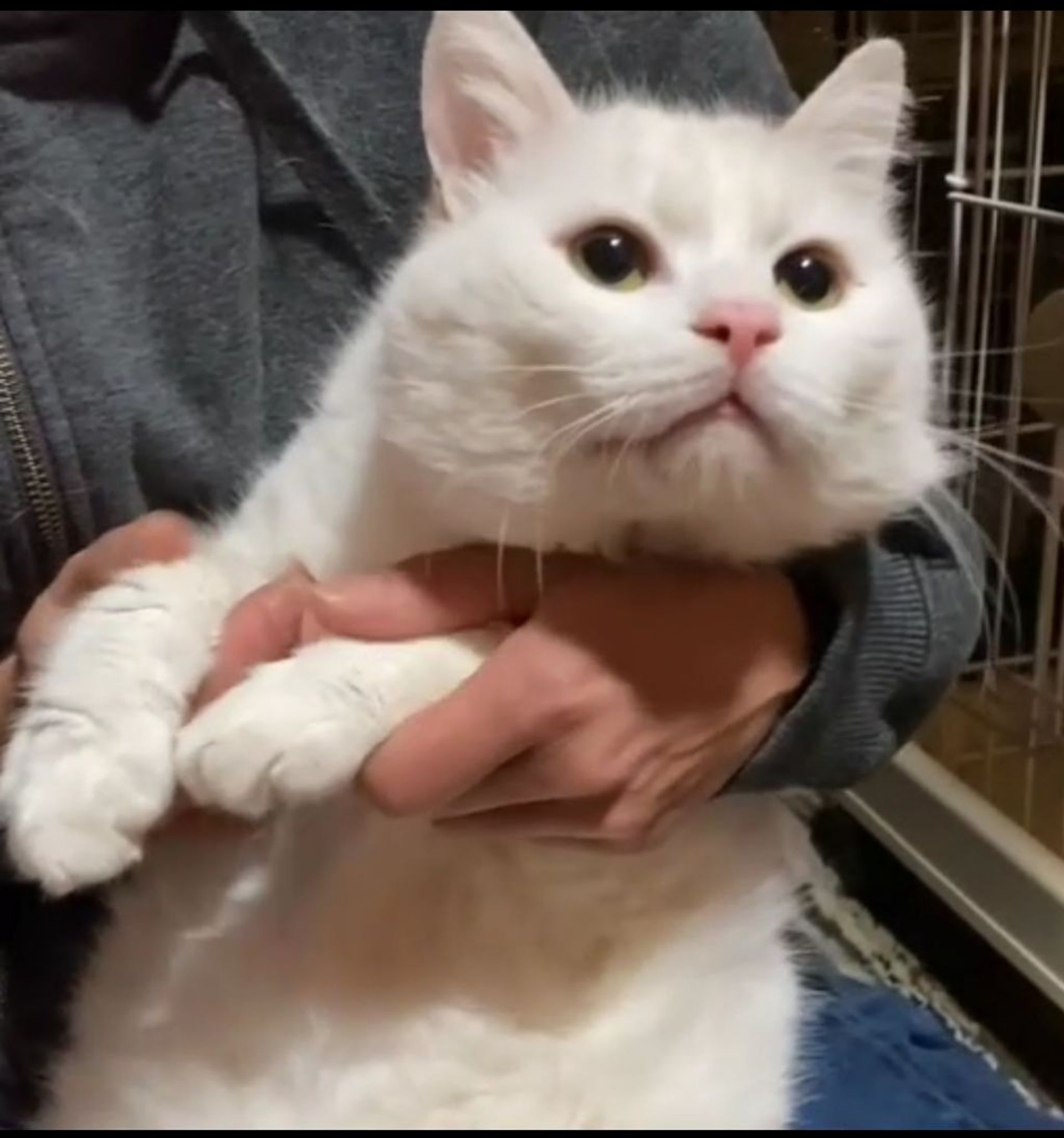 雑種（ミックス猫）・オスの里親募集の写真