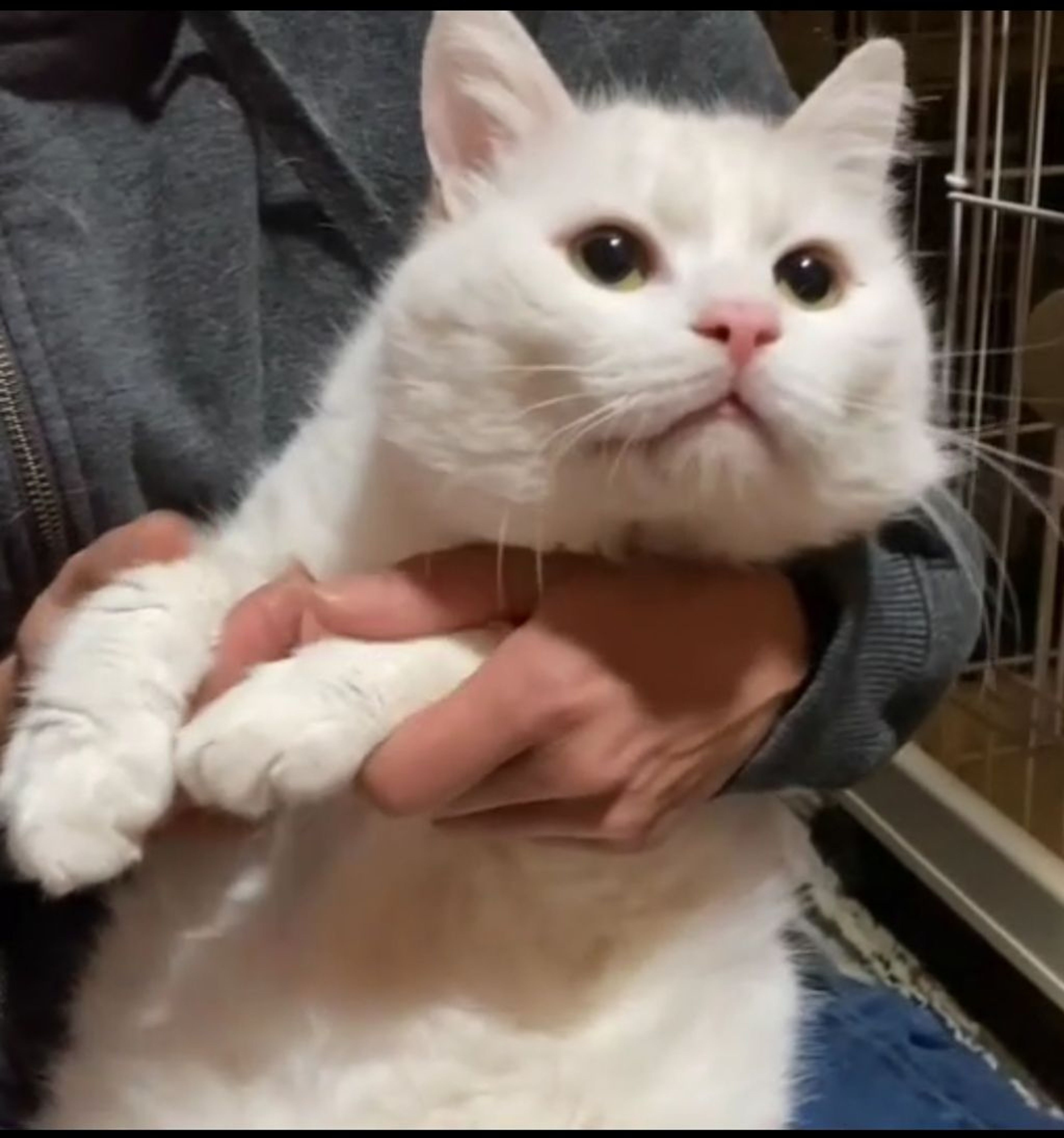 雑種（ミックス猫）・オスの里親募集の写真