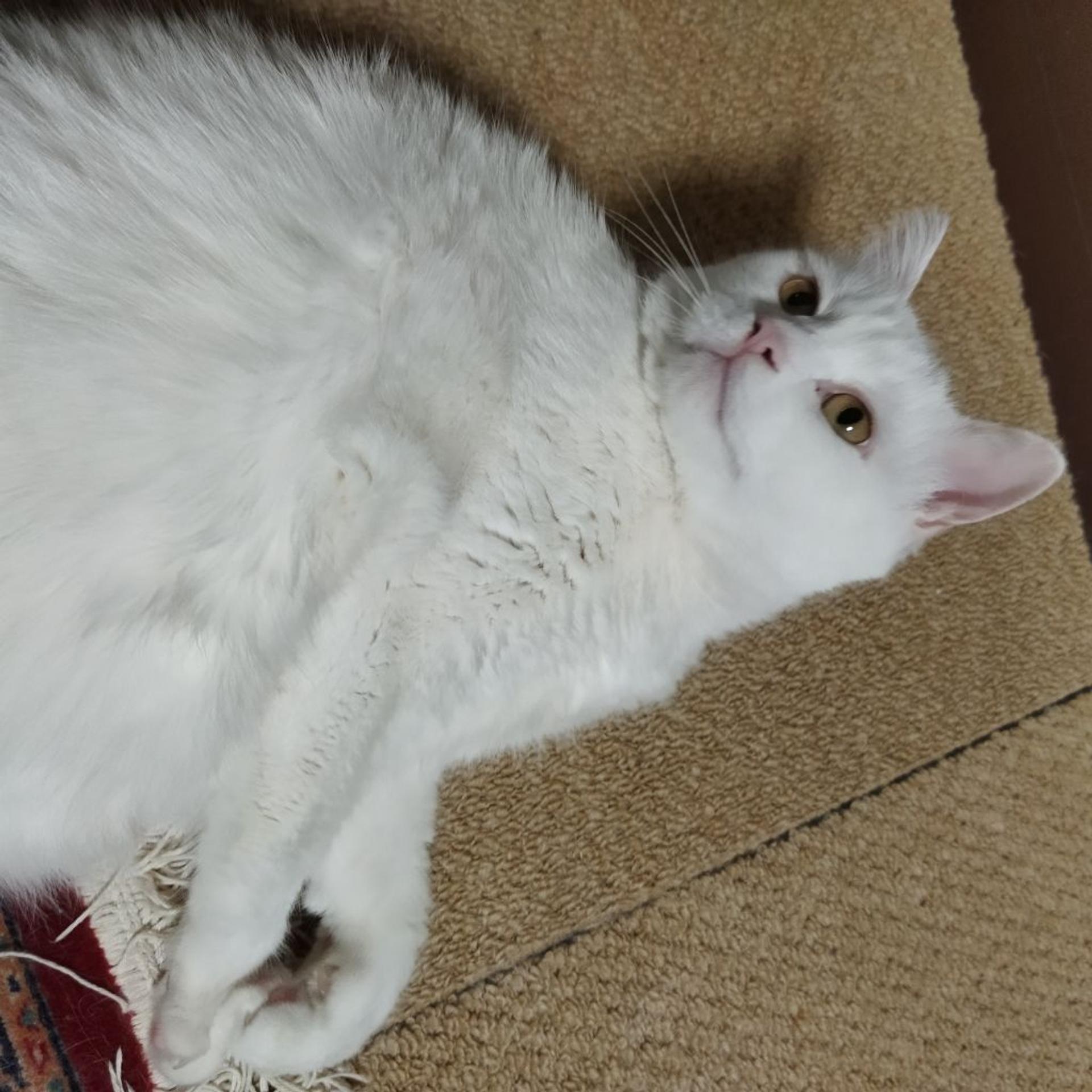 pet-image-3