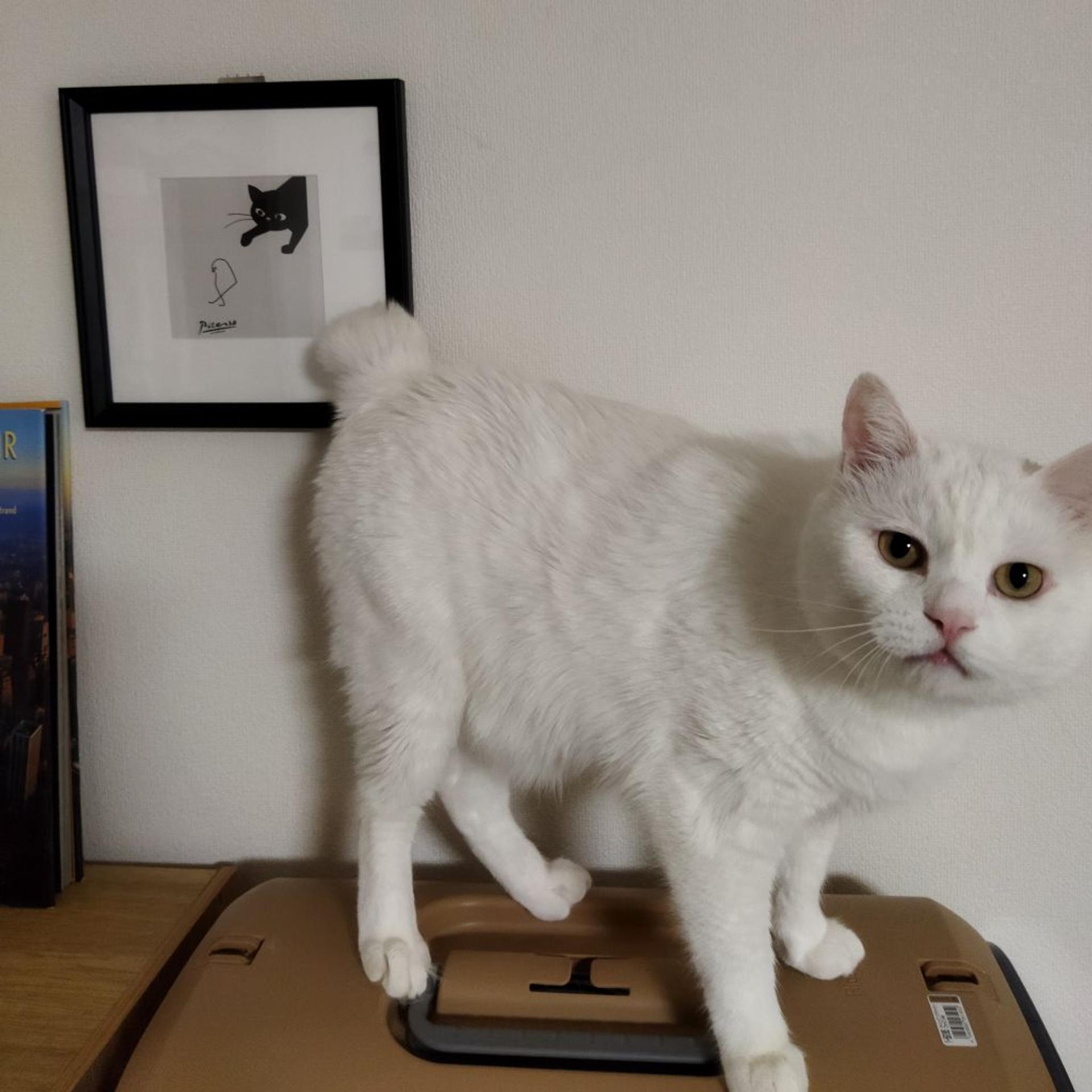 pet-image-4