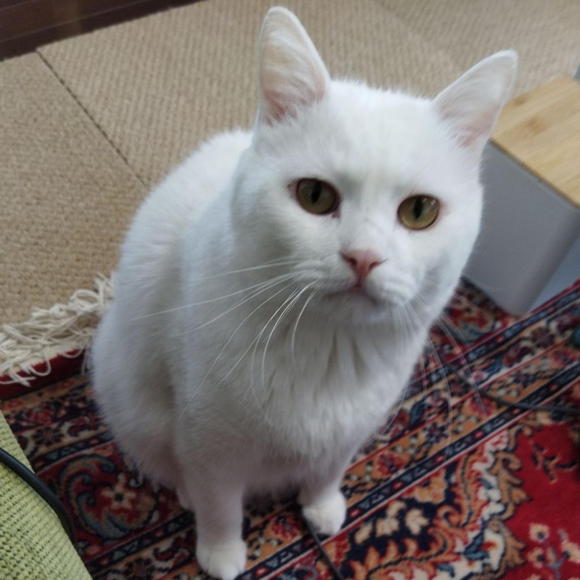 pet-image-5