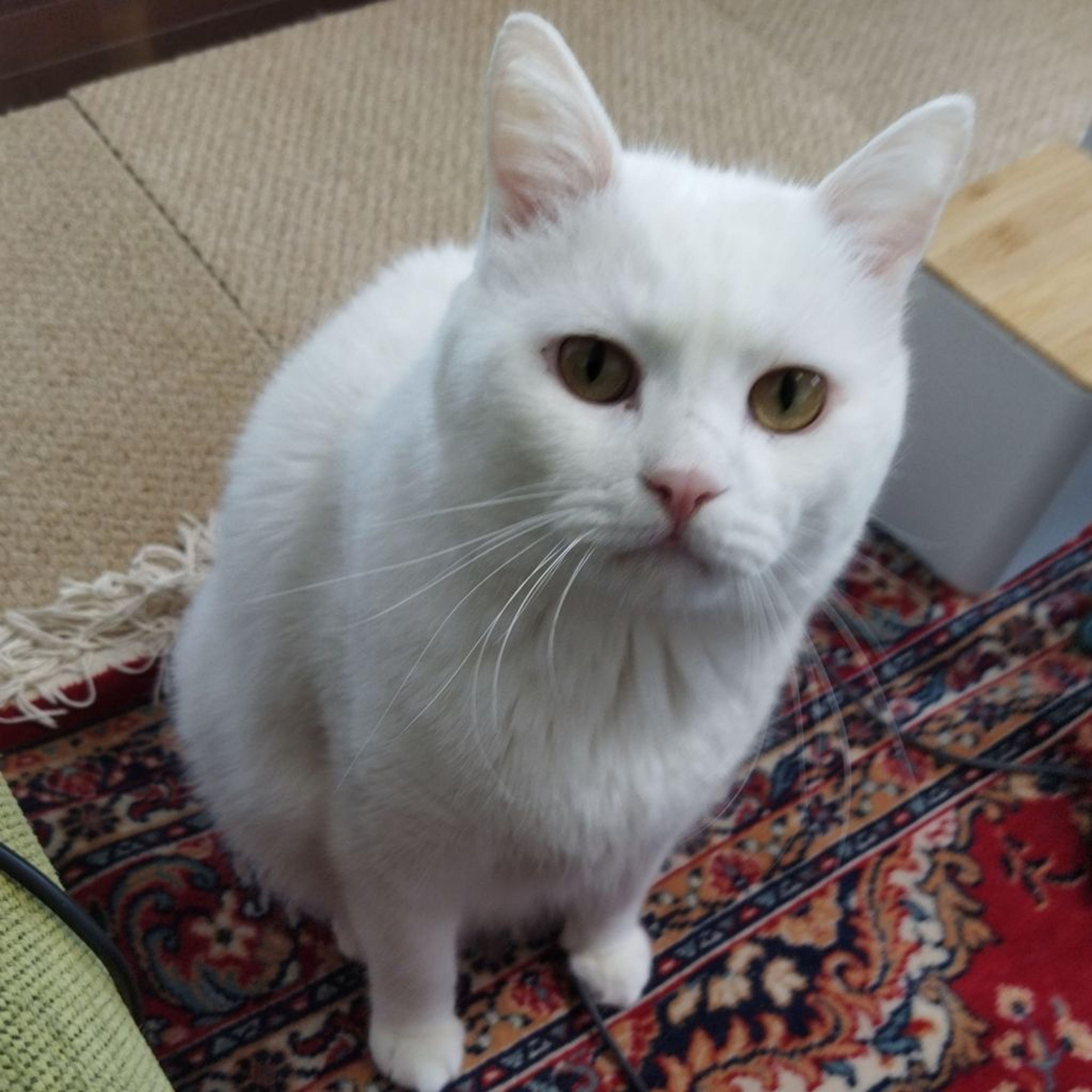 pet-image-5